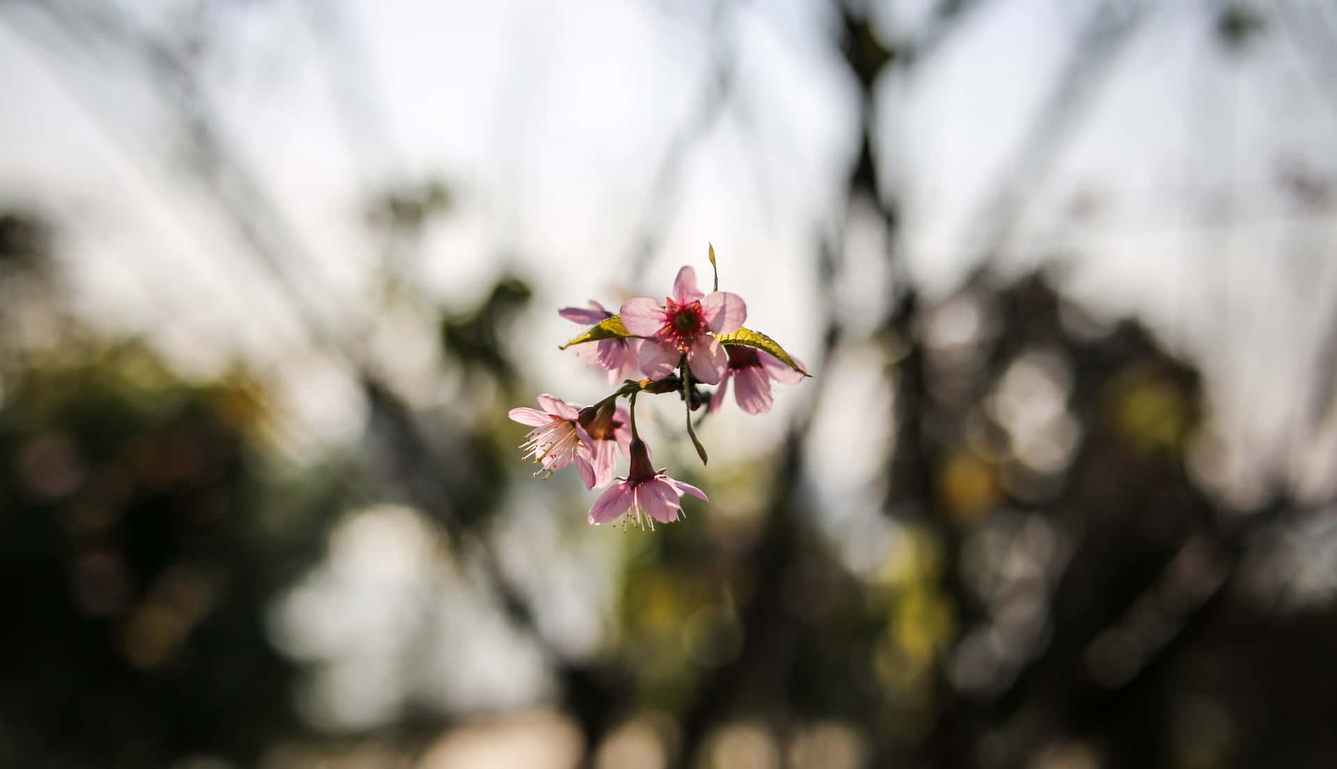 柔和焦點的粉紅櫻花，模糊背景和陽光。