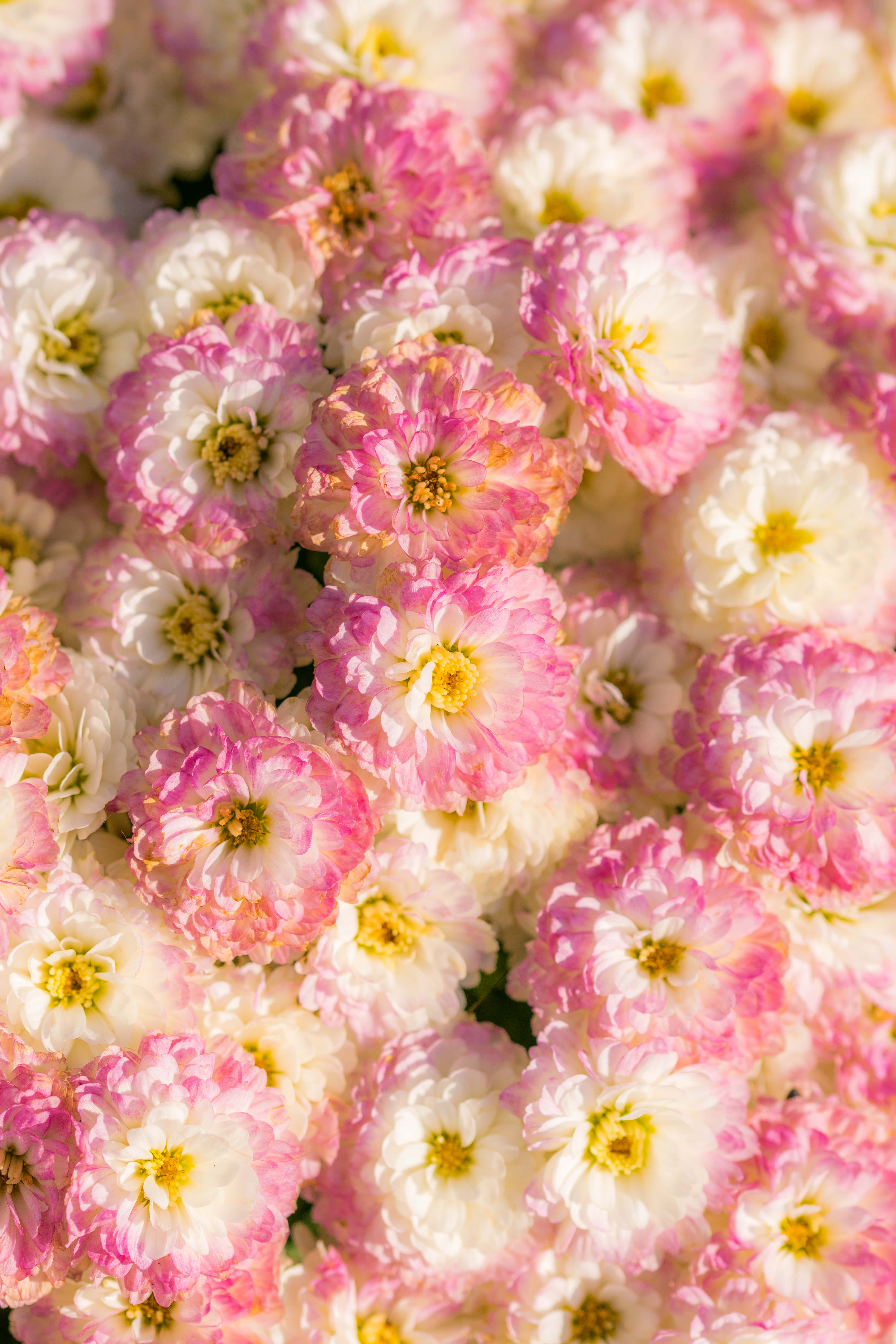 Google Pixel In Bloom 系列粉紅花田 壁紙 — 柔和的陽光下，帶有黃色中心的粉紅色和白色菊花特寫。