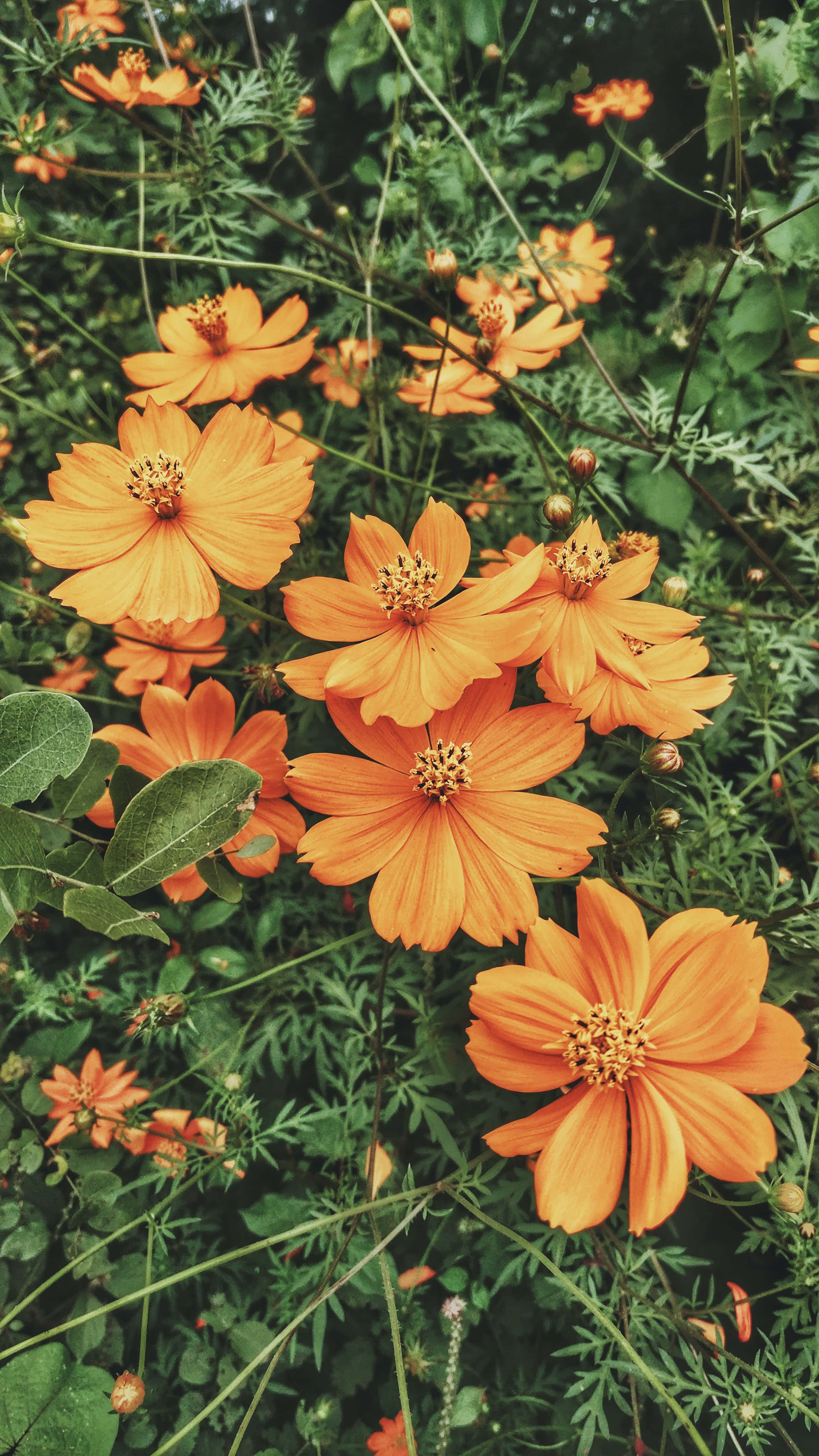 Google Pixel In Bloom 系列復古橙色花田 壁紙 — 鮮豔的橙色波斯菊在陽光普照的花園場景中，於茂密的綠葉間盛開。