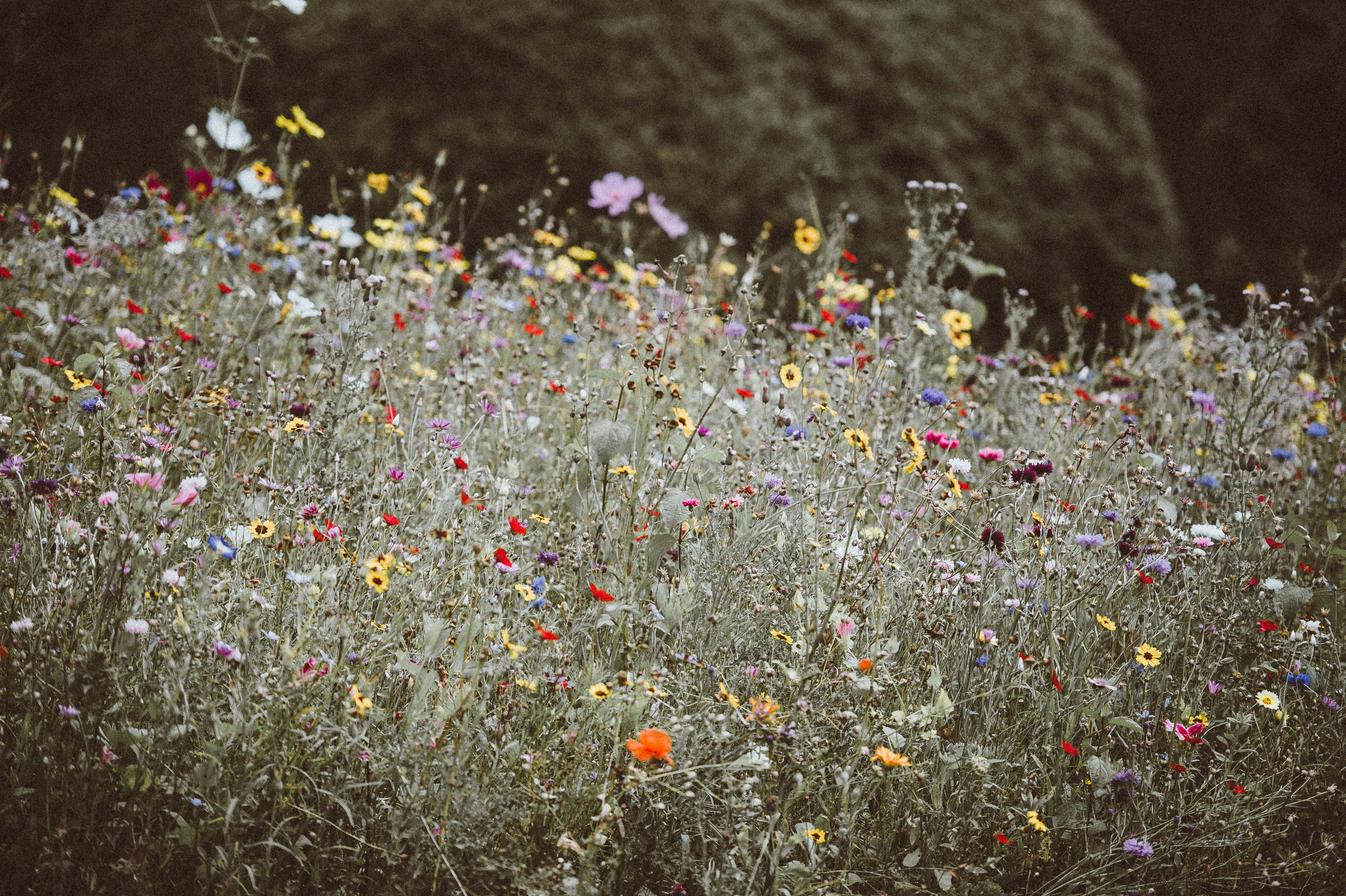 Google Pixel In Bloom 系列復古花田 壁紙 — 一片柔焦的鮮豔野花田，在深色苔蘚岩石背景下盛開。