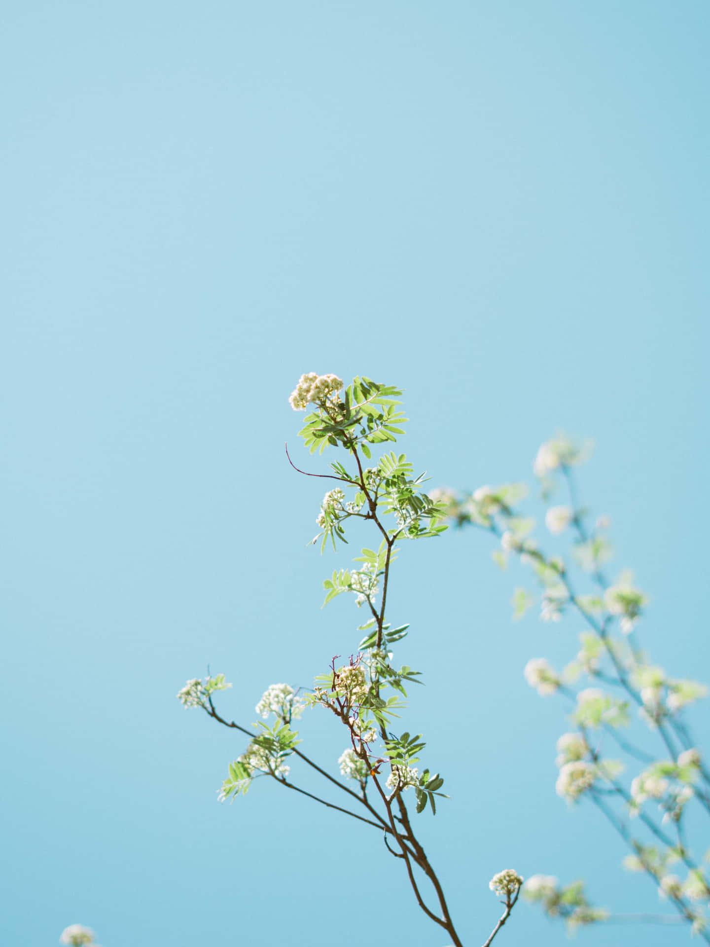 開花的枝條，帶有白花和綠葉，映襯著清澈的藍天。