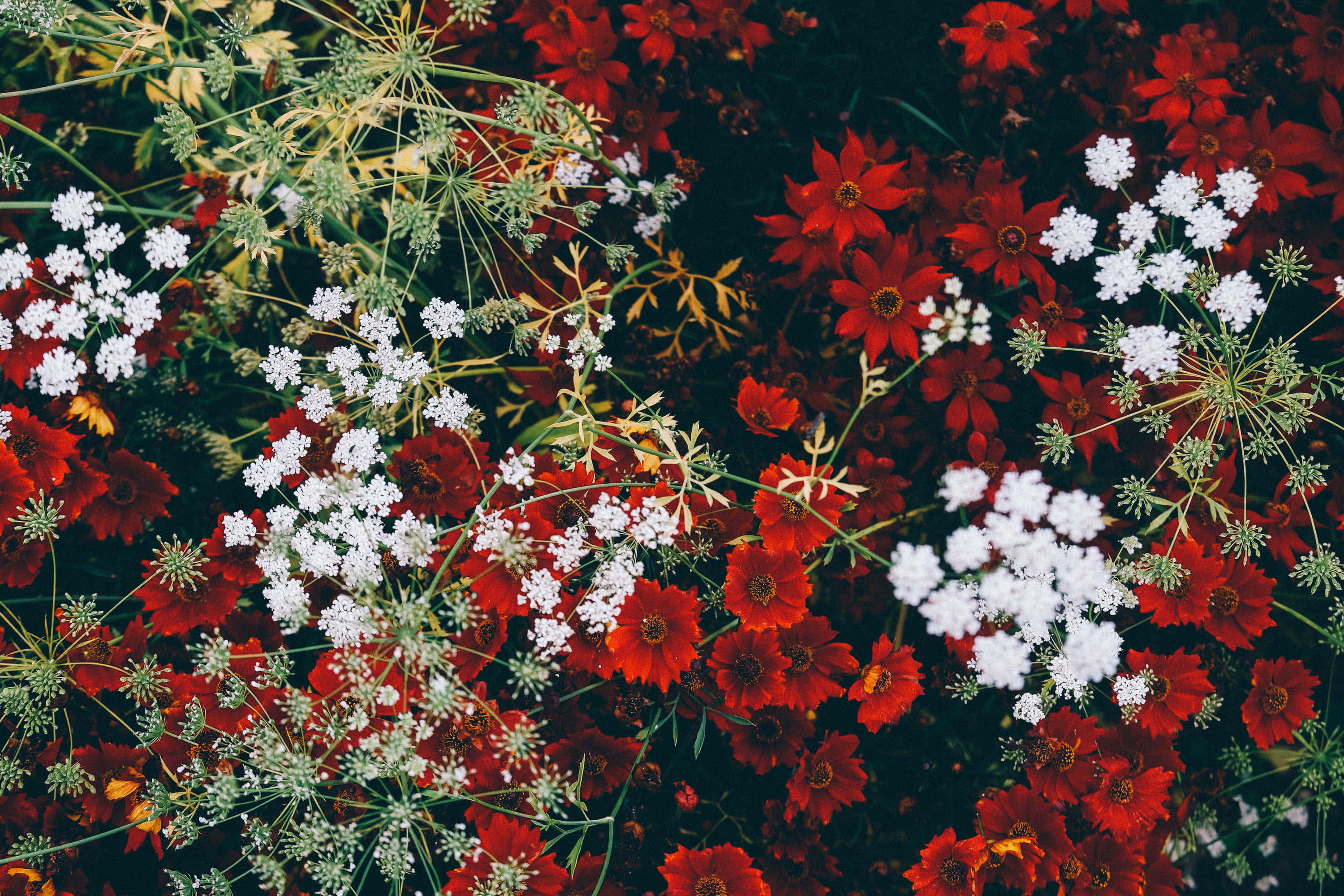 Google Pixel In Bloom系列：紅白花朵頂視圖 壁紙 — 鮮豔的紅色和白色野花在黑暗背景下密集盛開，呈現出茂密的自然環境。