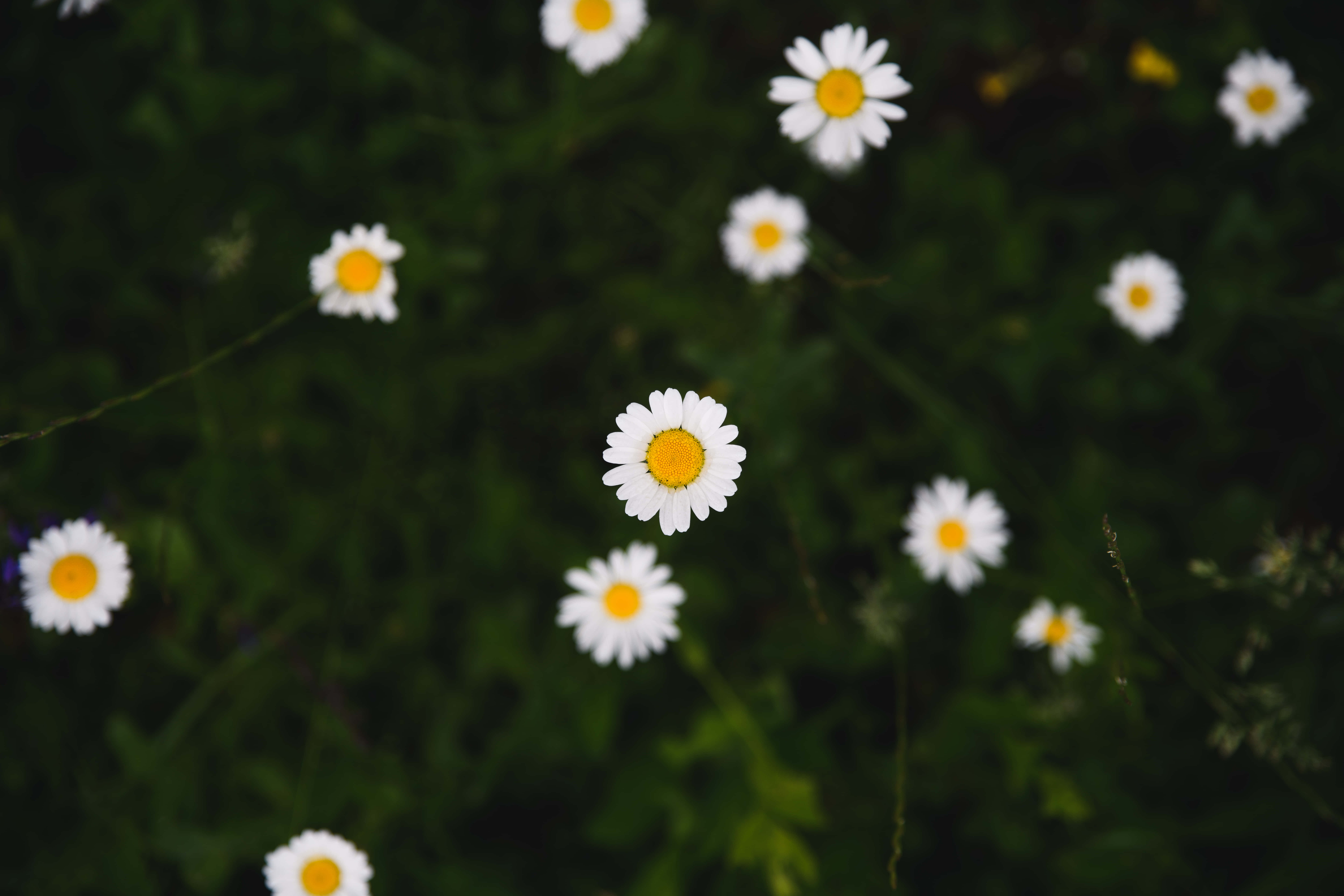 Google Pixel「花開」系列白色雛菊 壁紙 — 白色雛菊帶有明亮的黃色花心，在模糊的綠色草地背景下柔和綻放。