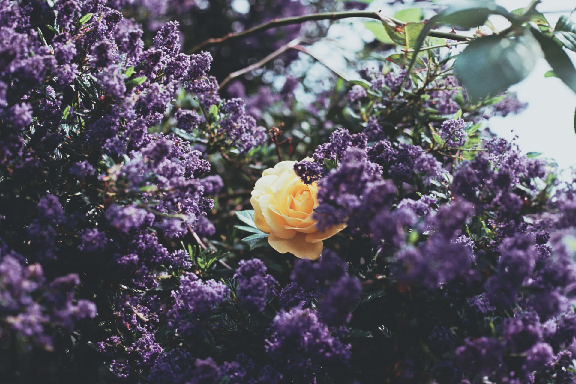 花園中一朵被紫色花朵環繞的黃玫瑰。