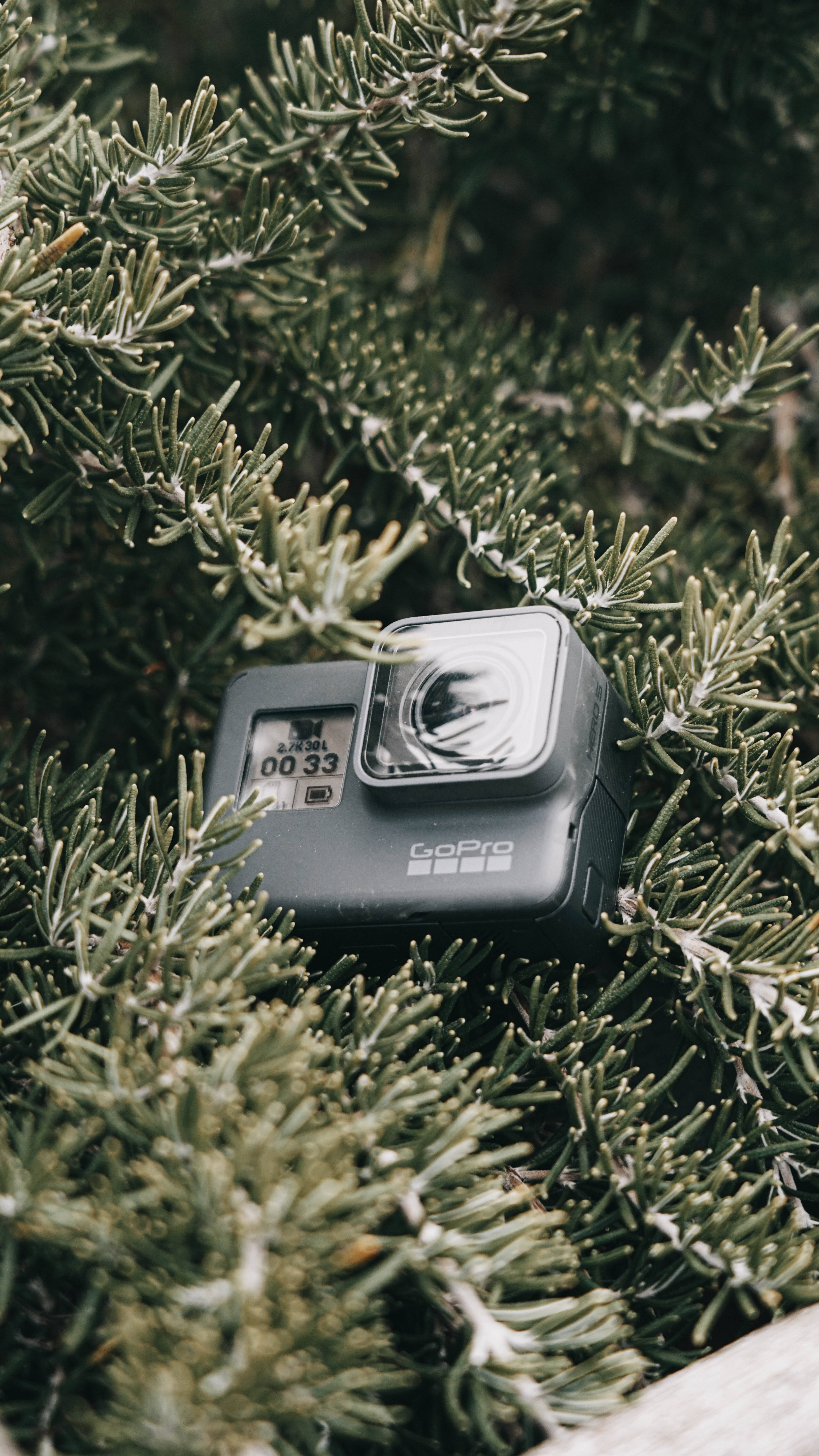 GoPro置於松樹上 壁紙 — 一部黑色GoPro相機藏在茂密的綠色松針中，針尖帶有霜。