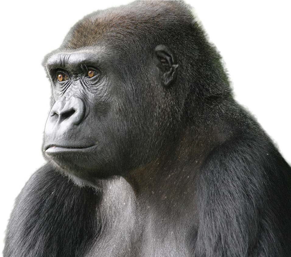 沉思的 gorilla 立體肖像 壁紙 — 一隻大猩猩的特寫肖像，擁有強烈的琥珀色眼睛和濃密的深色毛髮，背景是純黑色。