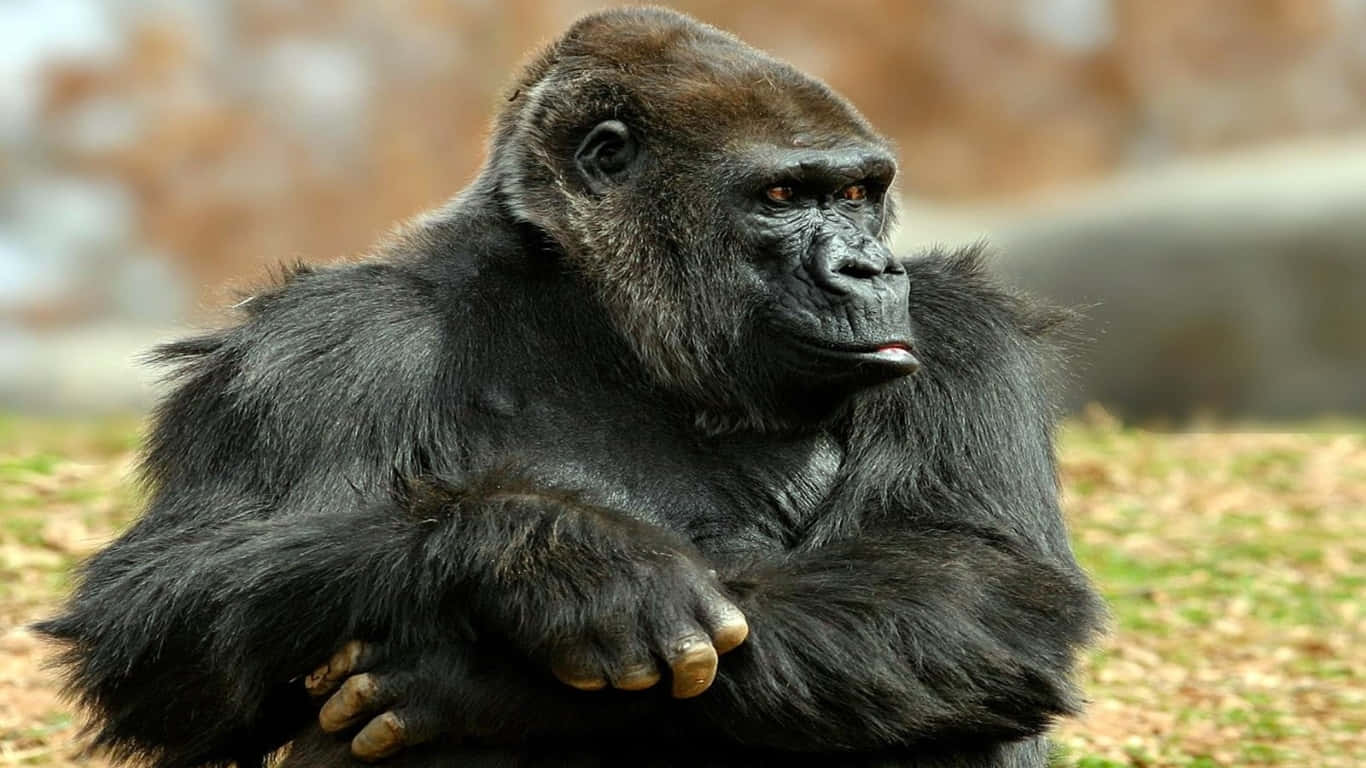 gorilla 在絢麗日落前挺立 壁紙 — 一隻威嚴的銀背大猩猩冷靜地坐著，雙臂交叉，背景是模糊的自然景色。