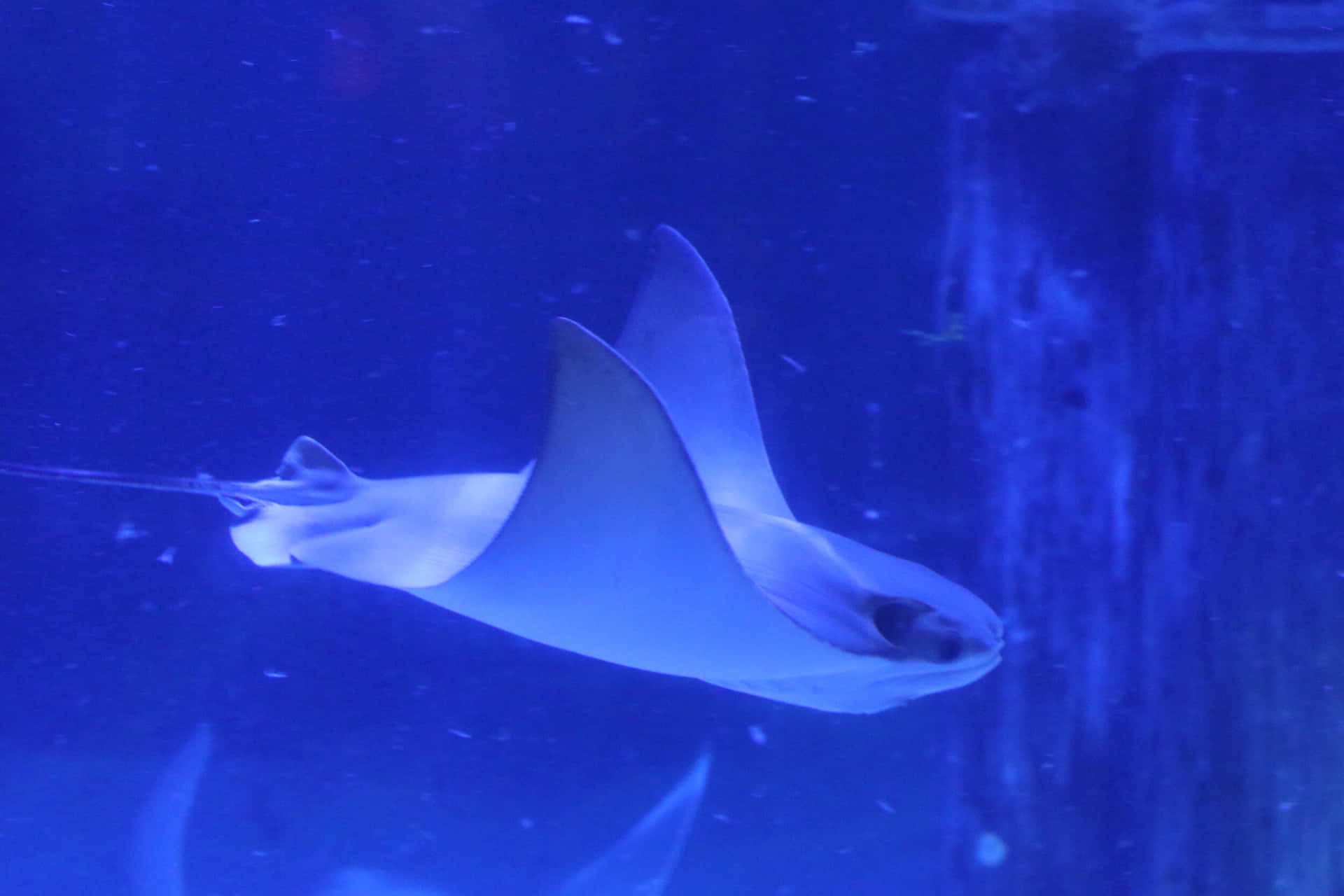  壁紙 — 一條優雅的魔鬼魚在深藍色的水族箱水中滑行，帶著寧靜而孤獨的存在感。