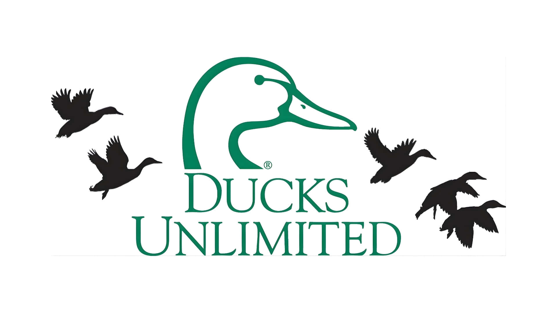 壁紙 — Green Ducks Unlimited 標誌，帶有風格化的鴨子剪影和飛翔的鴨子剪影，背景為白色。