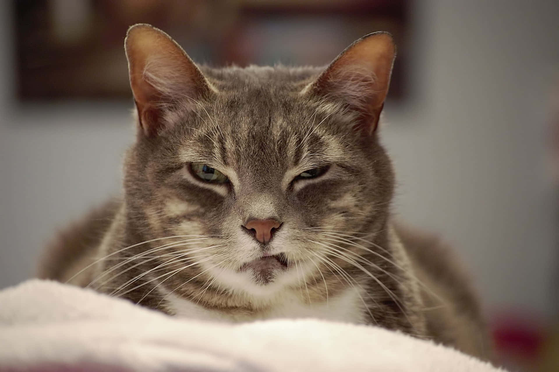 Grumpy Cat圖片 壁紙
