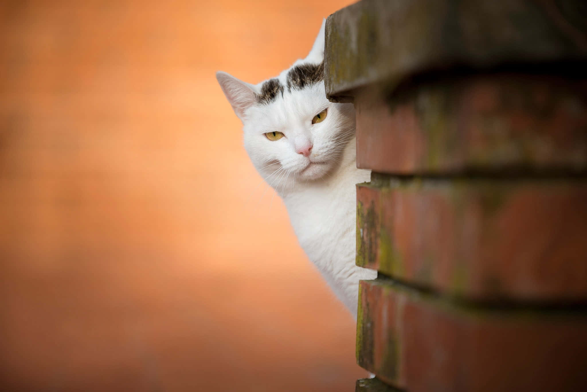 Grumpy Cat圖片 壁紙