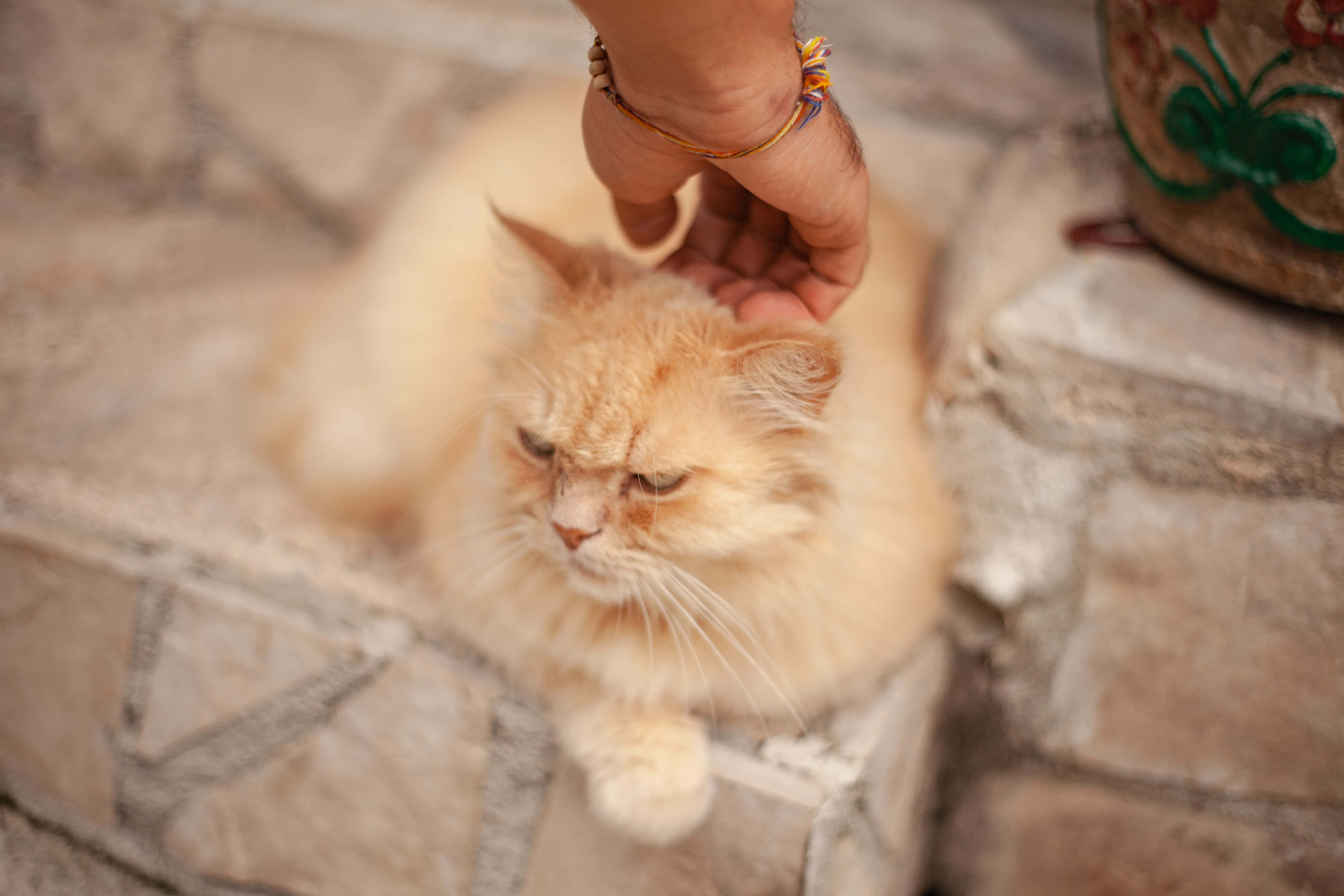 Grumpy Cat圖片 壁紙