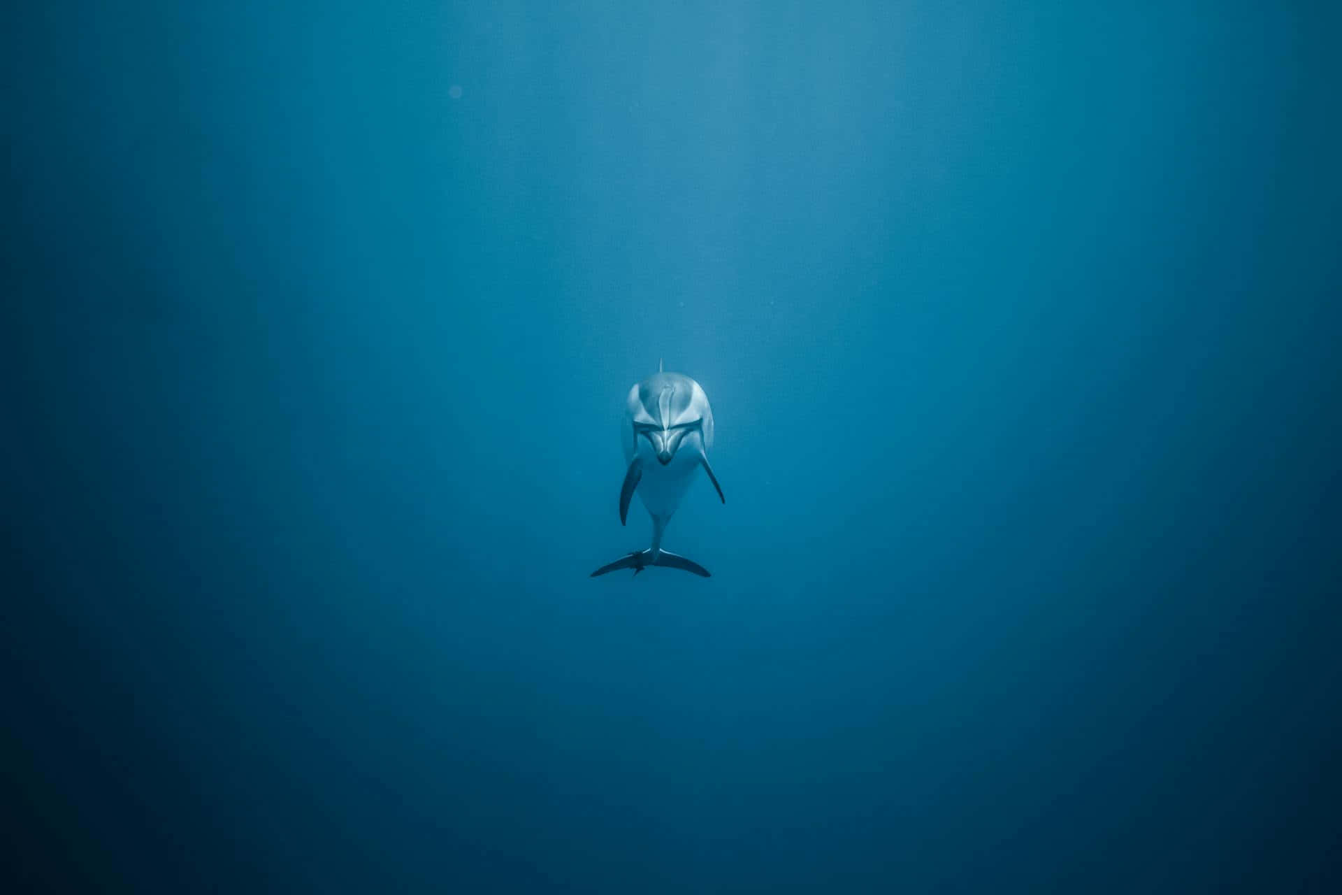  壁紙 — 一隻海豚在深藍色海水中向上游向陽光照射的海面。