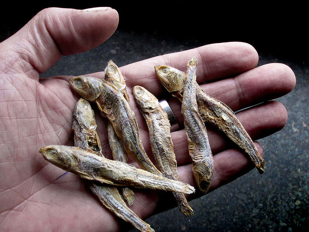 壁紙 — 一隻手拿著一把乾小魚，背景是深色有紋理的。