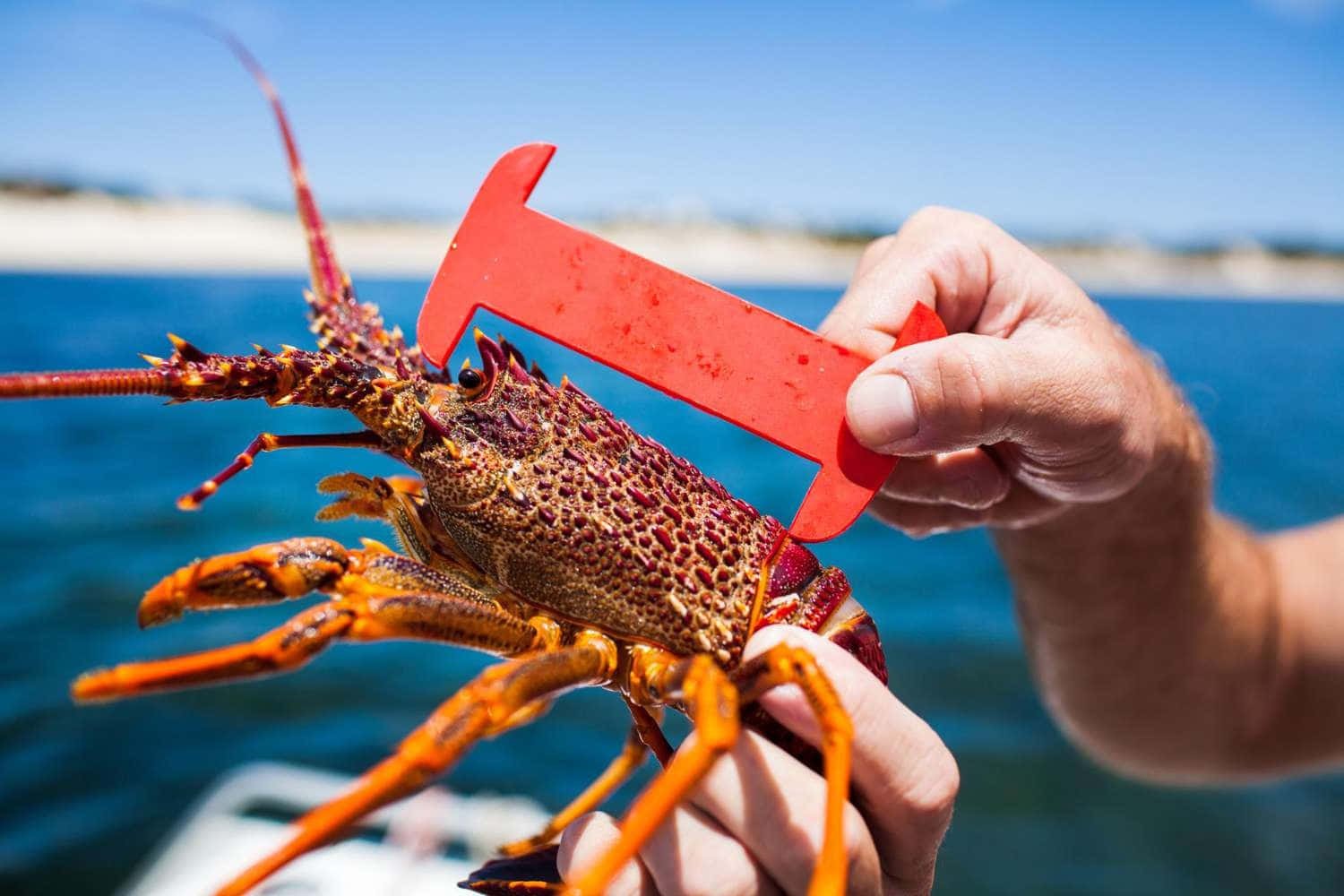 Spiny Lobster 桌布 壁紙 — 一隻手拿著一隻鮮紅色的龍蝦，並帶有測量工具，背景是明亮的藍色海洋。