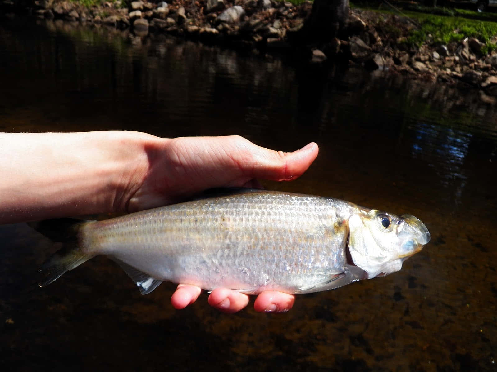  壁紙 — 一隻手拎著一條銀色嘅魚，喺陽光普照嘅小溪上面，溪邊有岩石同綠草。
