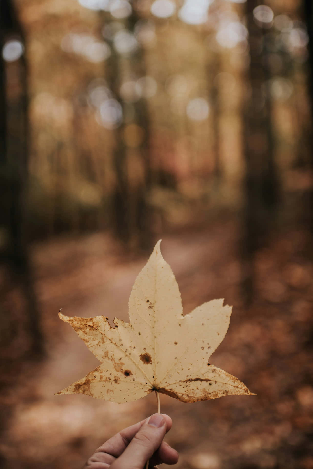  壁紙 — 一隻手拿著一片風化的楓葉，背景是柔和模糊的秋日森林。