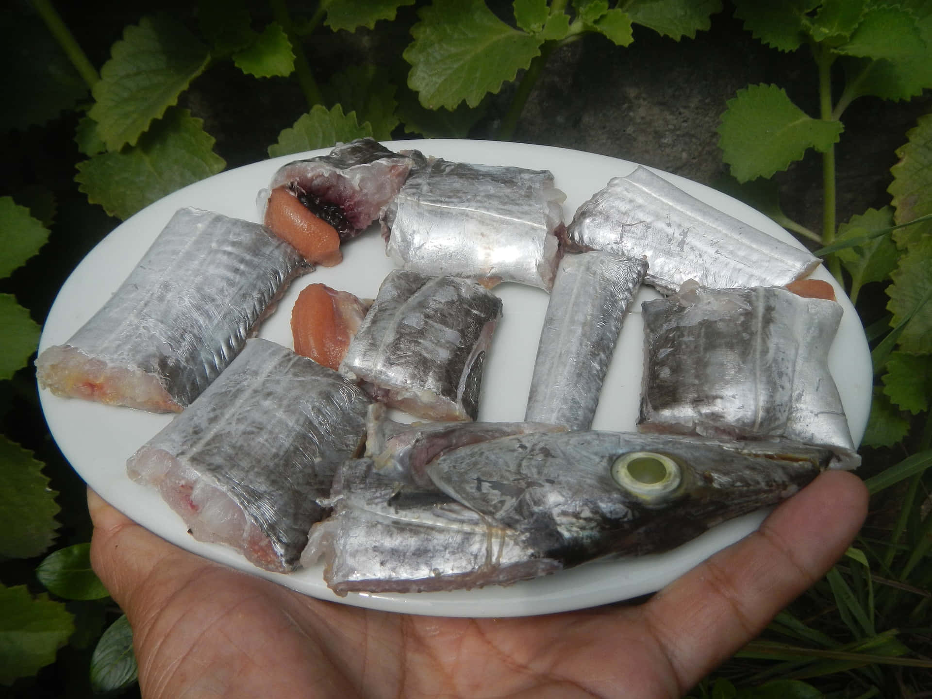  壁紙 — 一隻手拿著一個白色碟子，上面有生魚片和魚頭，背景是茂密的綠色樹葉。