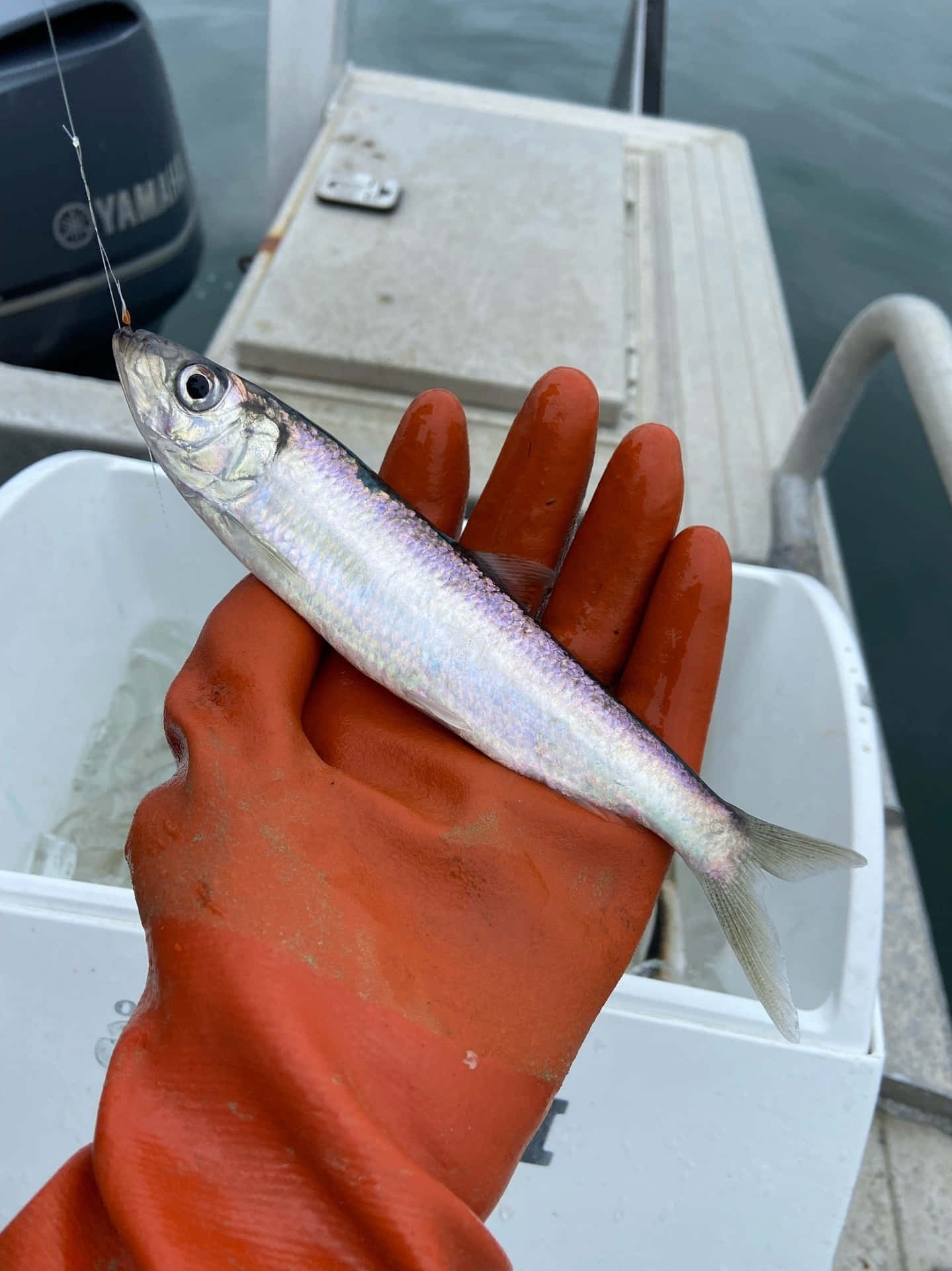  壁紙 — 一隻戴住橙色手套嘅手喺船上揸住一條釣線上嘅細銀魚，背景有水。