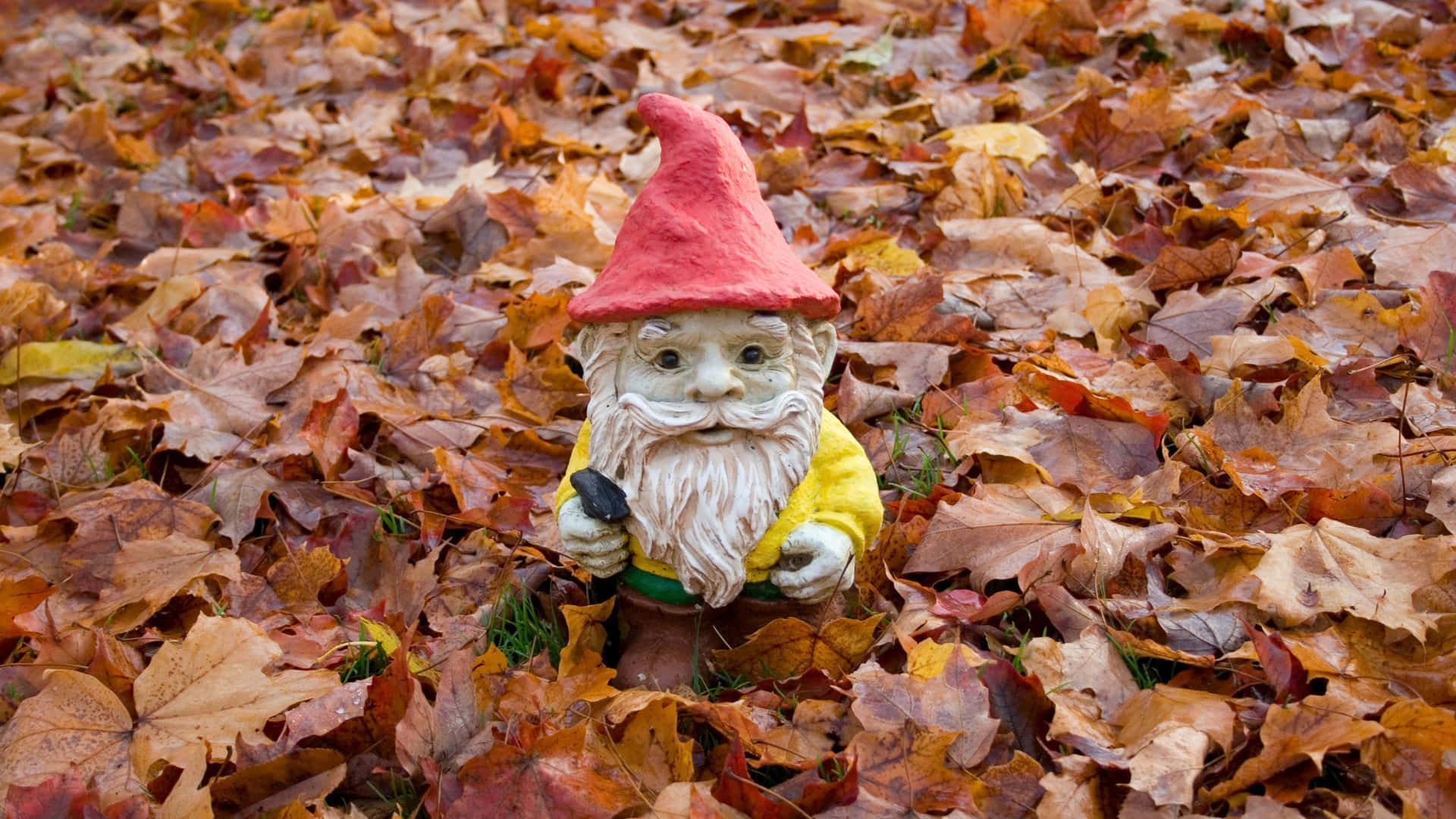  壁紙 — 一個戴紅帽、穿黃外套的快樂花園地精，坐在秋天的落葉地毯中。