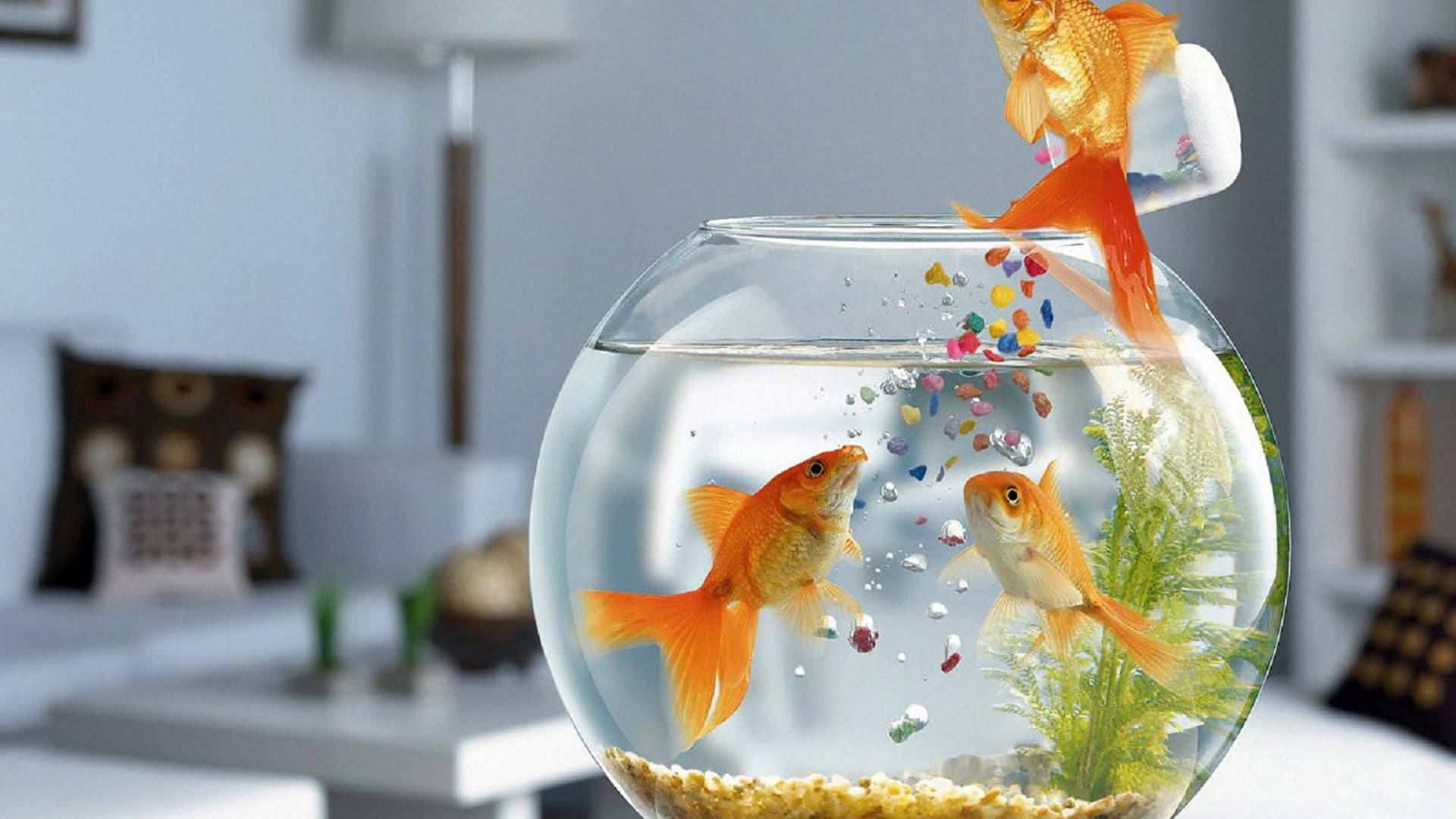金魚跳進碗中，彩色鵝卵石落入水中。