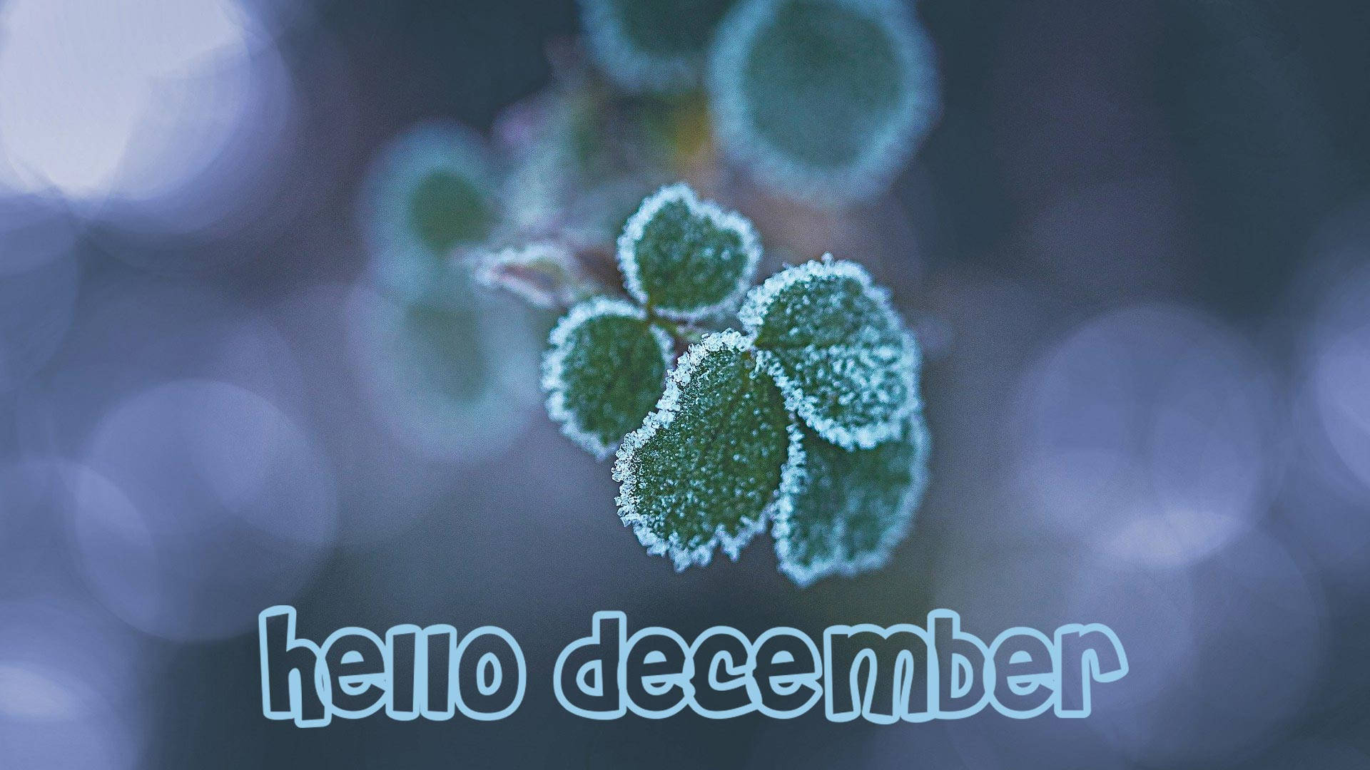 帶有 'hello december' 文字的霜覆蓋三葉草葉片，背景為藍色散景。