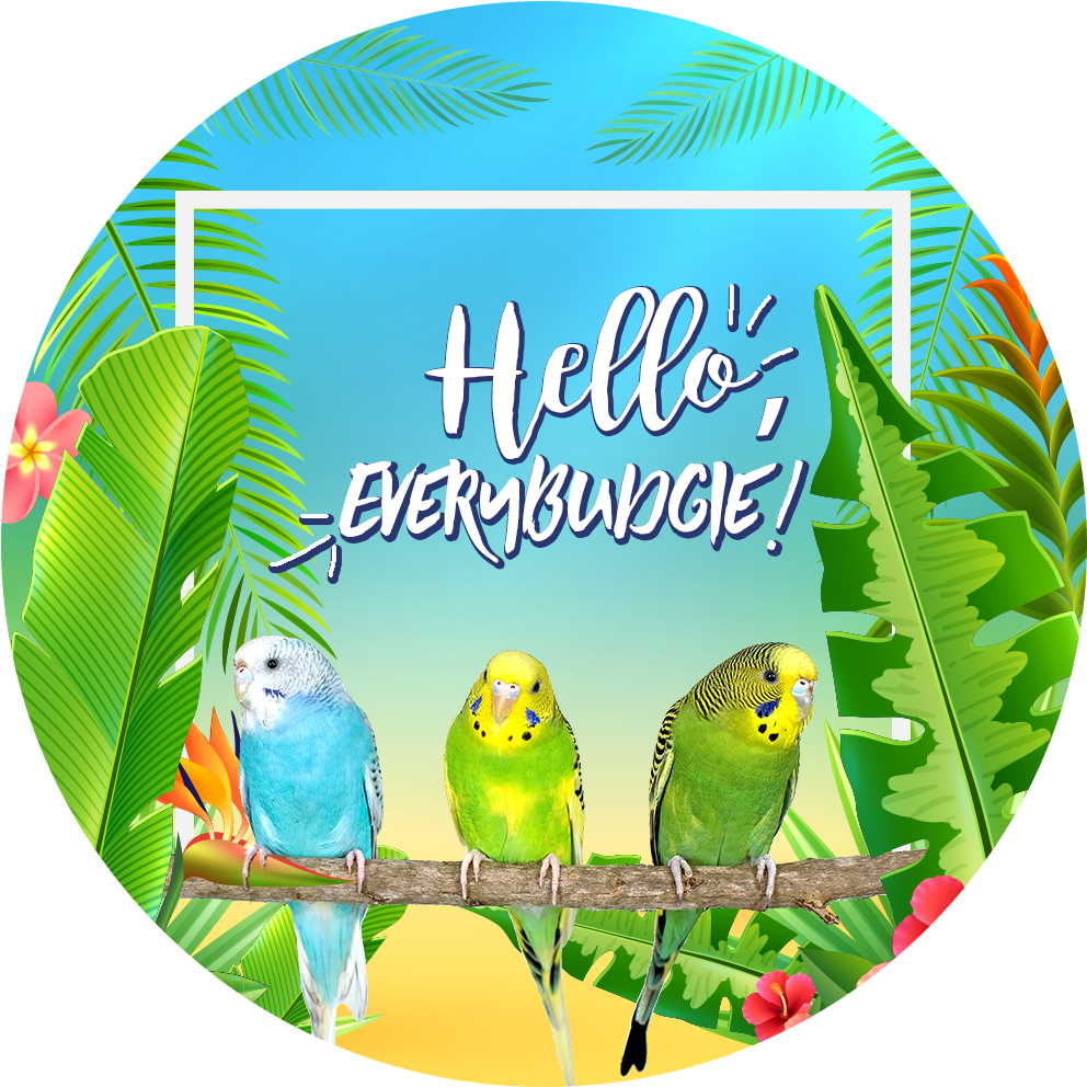 Hello Everybundgie 鳥類問候 壁紙 — 三隻色彩繽紛的虎皮鸚鵡棲息在樹枝上，周圍是熱帶樹葉和花朵，背景是明亮的藍天。