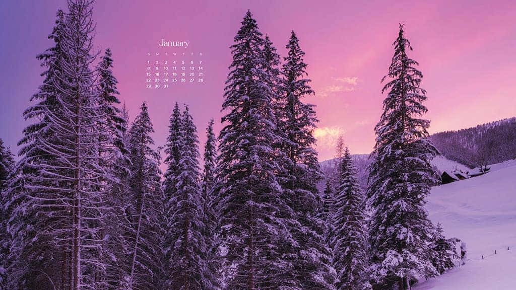 粉紅色日落下的雪松林，帶1月日曆疊加