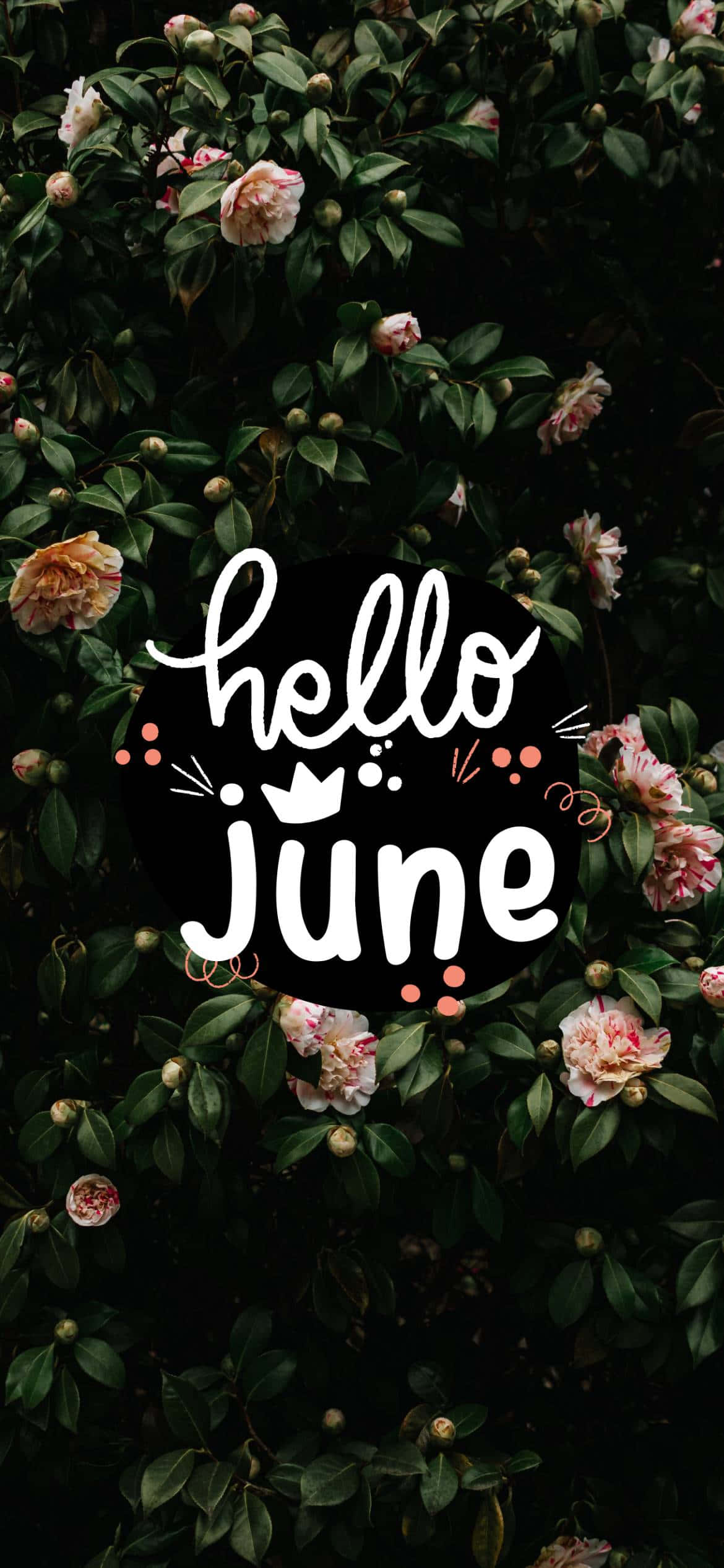 Hello June 壁紙 — 深綠色灌木叢中盛開的粉紅色山茶花，環繞著白色草書文字 hello june，並綴有細小裝飾元素。