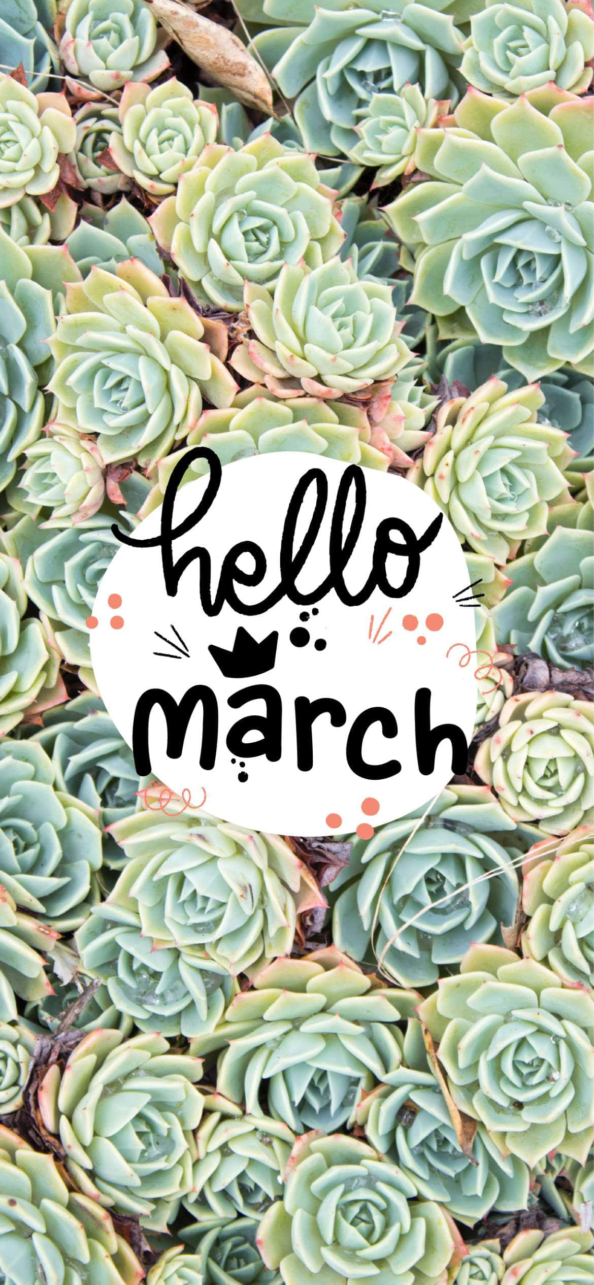 「Hello March」多肉植物集體圖 壁紙 — 充滿活力的特寫鏡頭，展現茂盛的綠色多肉植物，並帶有歡快的「hello march」圖形疊加。