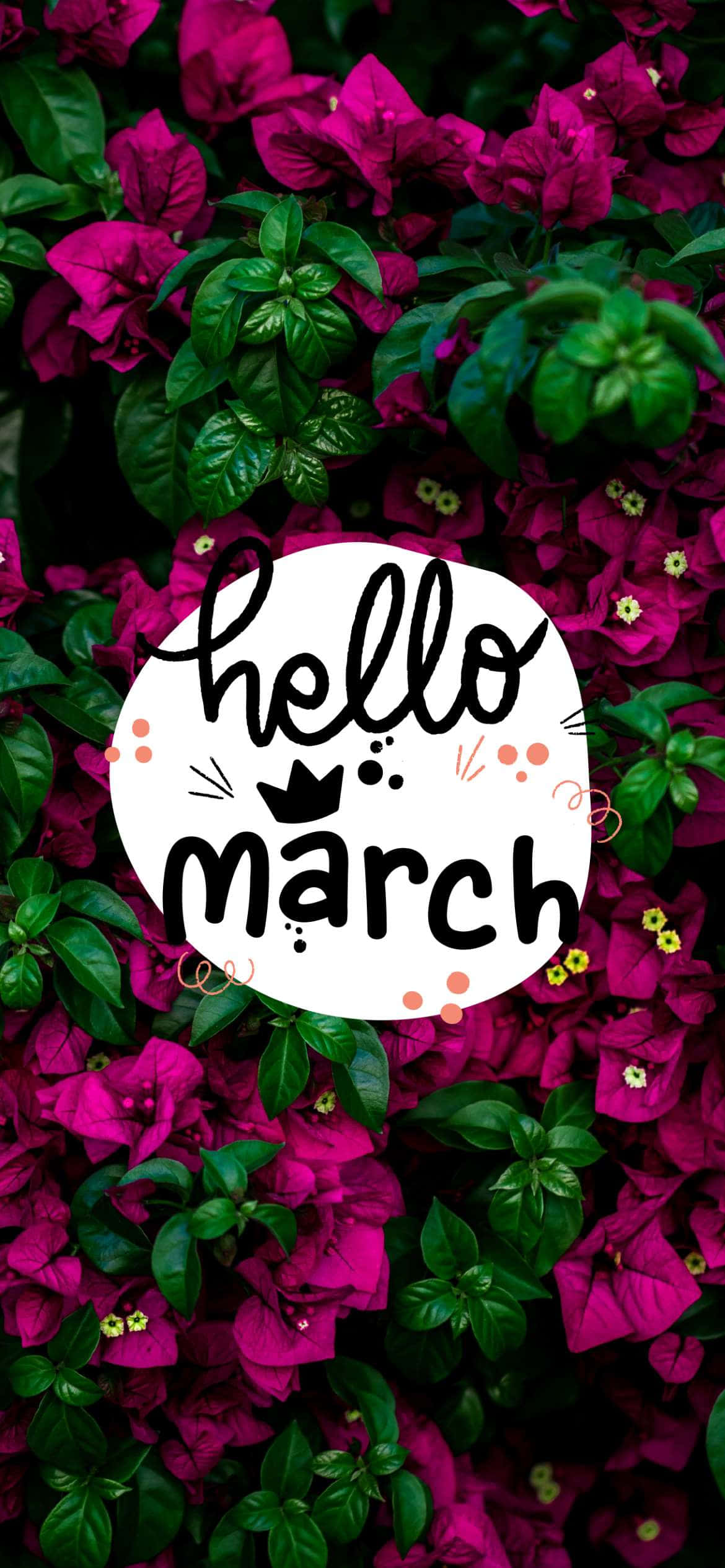 Hello March 紫茉莉花叢 壁紙 — 充滿活力的洋紅色三角梅花朵與茂盛的綠葉圍繞著一個白色圓圈，圓圈內有俏皮的黑色字體寫著「hello march」。