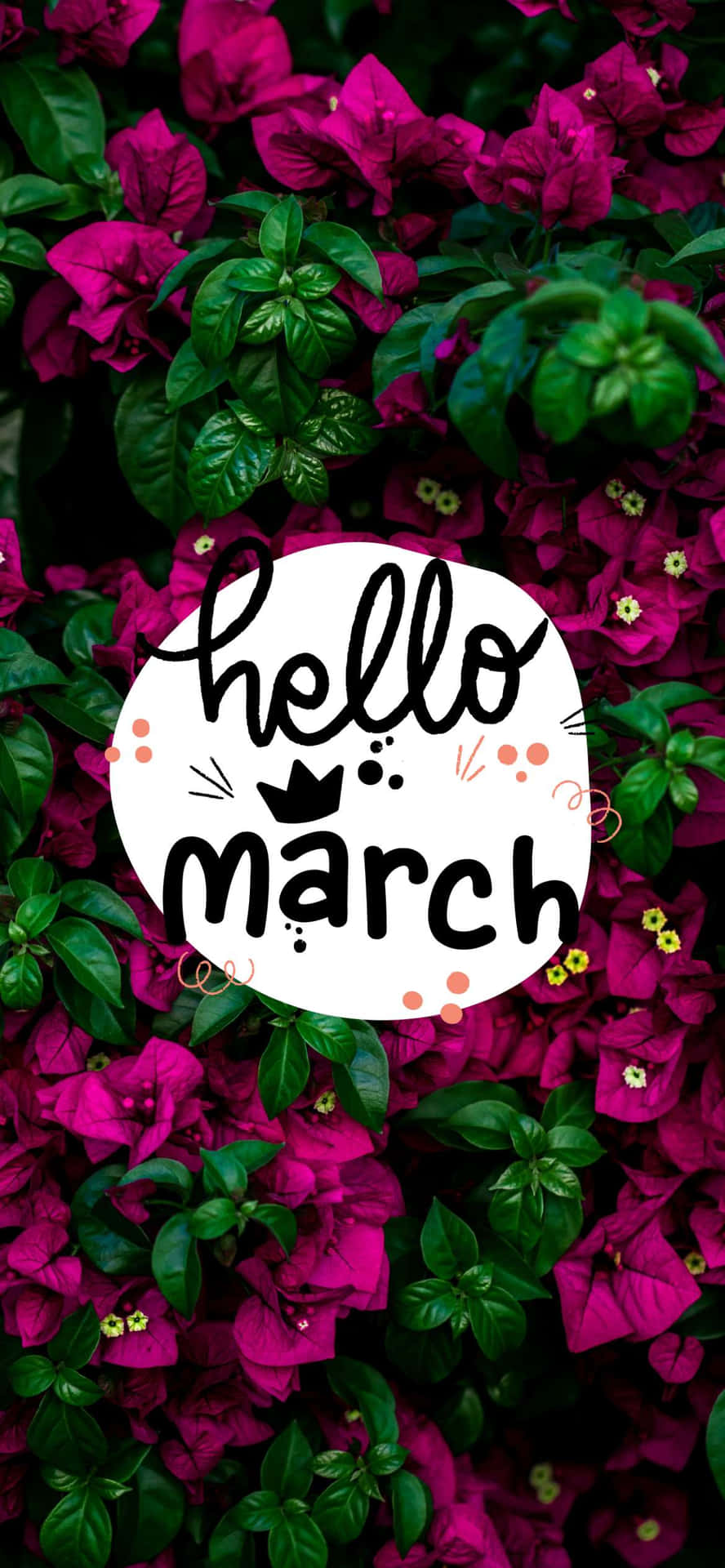 Hello March 文字位於白色圓圈內，周圍環繞著洋紅色花朵和綠葉。