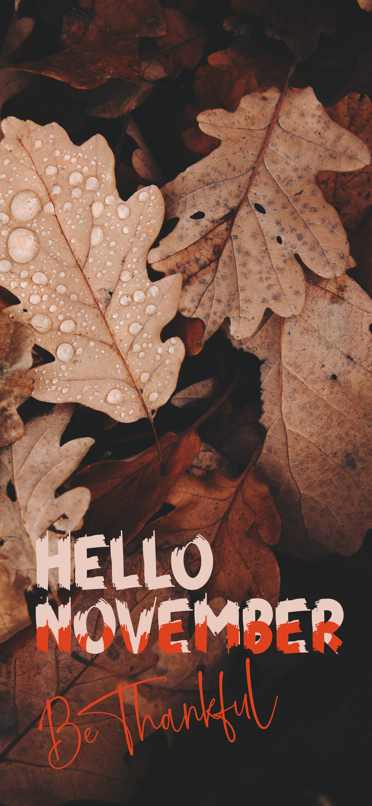 Hello November Be Thankful 壁紙 — 潮濕的秋葉帶有露珠，框住粗體文字 hello november be thankful。