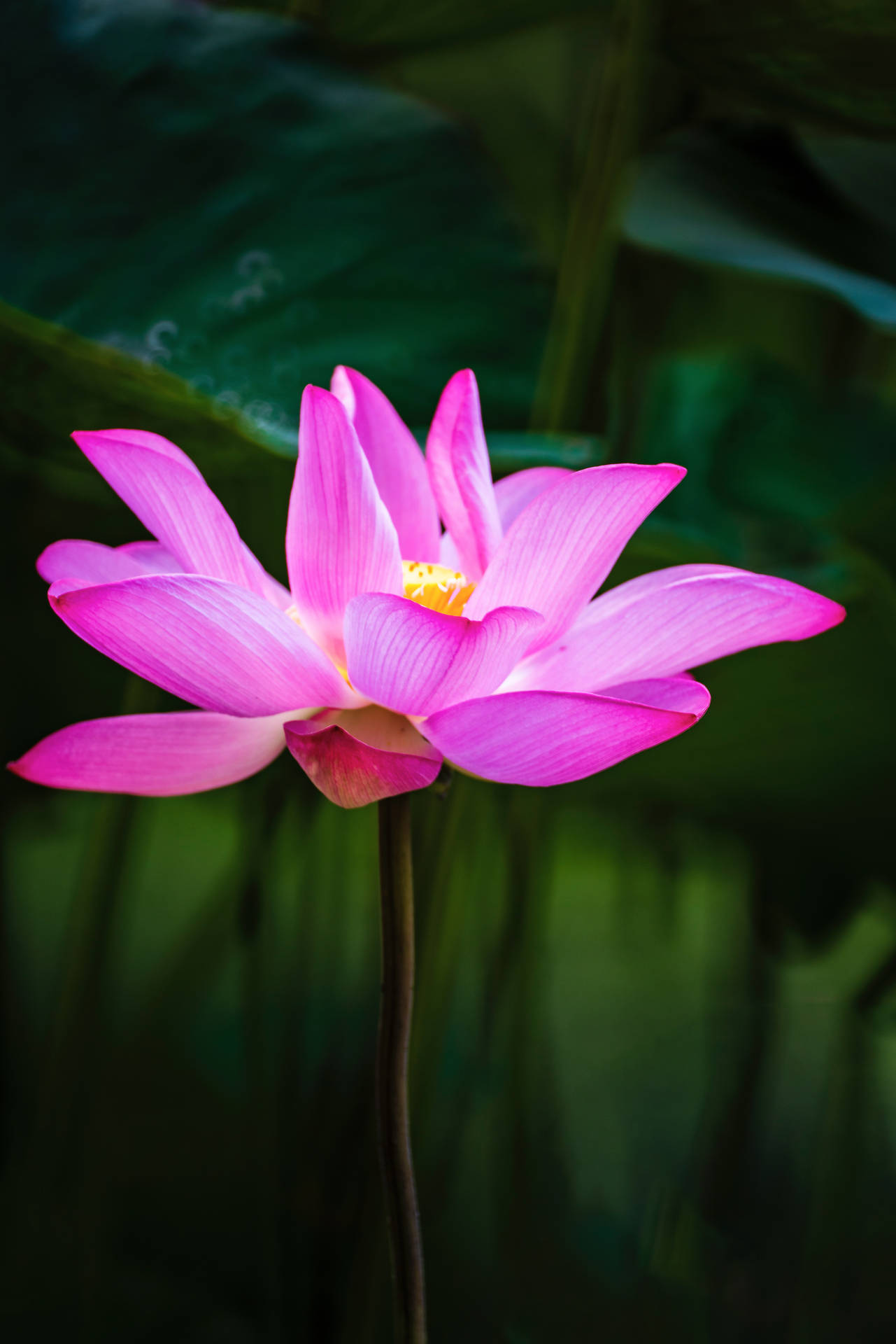 紅菱金蓮花壁紙