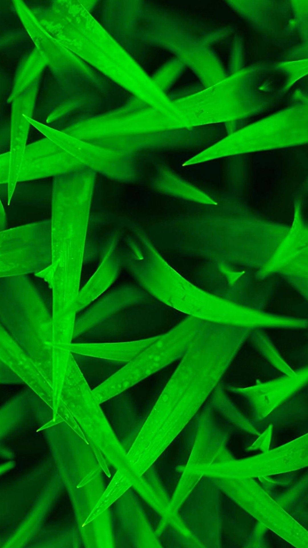 覆蓋露珠的草葉在霓虹綠色中發光的特寫。