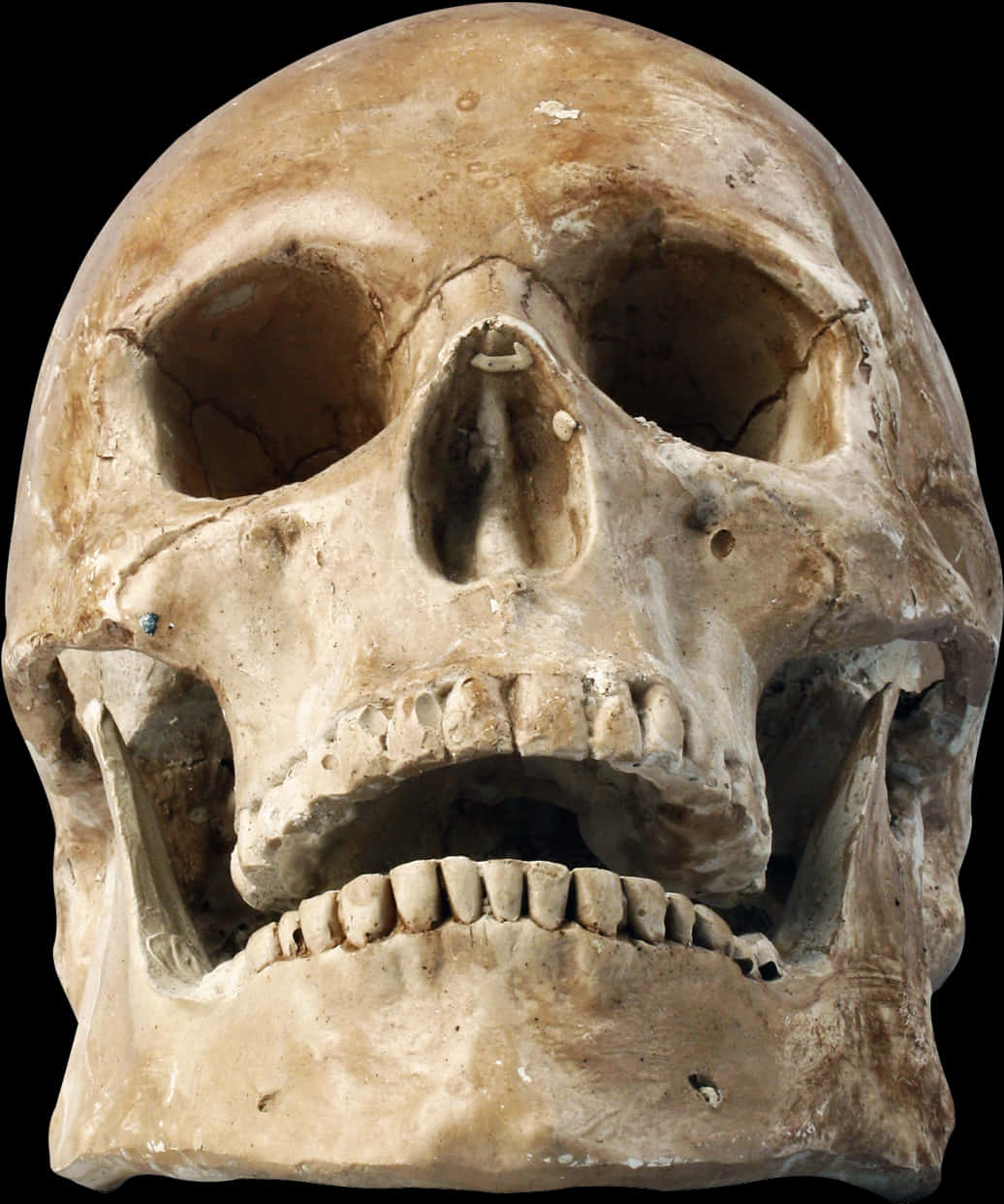 Human_ Skull_ Closeup 壁紙