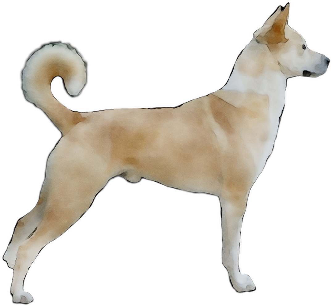 挪威布 Hund 狗站立側面圖 壁紙 — 一隻優雅的水彩狗，毛色為棕褐色和白色，在純黑背景下警覺地站立。