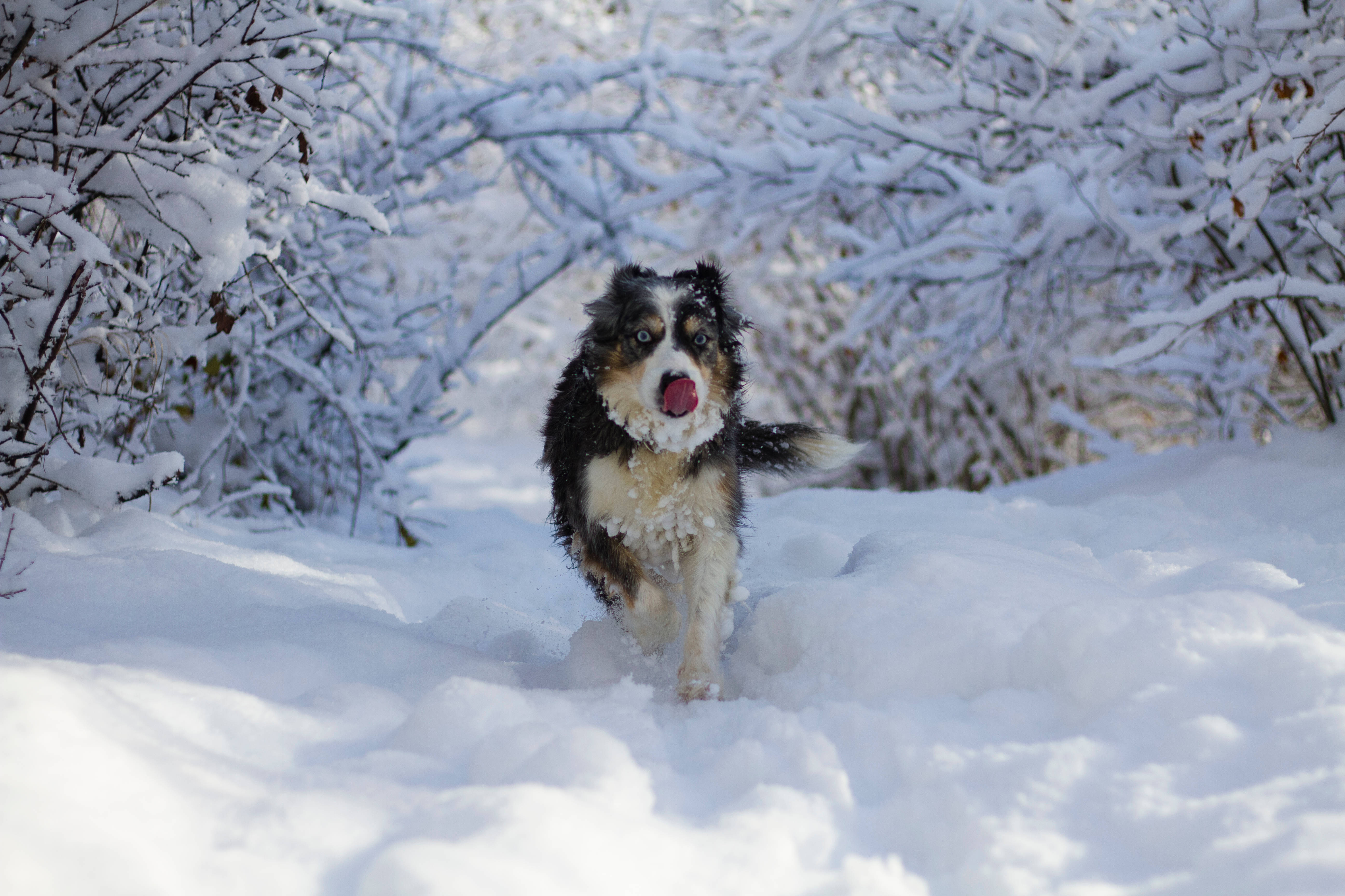 雪地上的酷 husky 壁紙 — 一隻澳洲牧羊犬開心地在深雪中奔跑，舌頭伸出，毛髮上沾滿雪花。