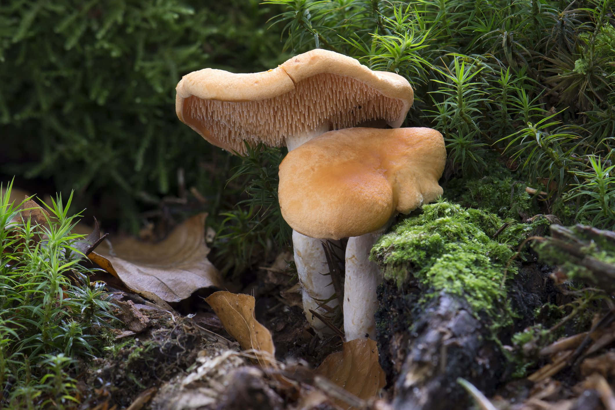 Hydnum Repandum 菇類種類圖片 壁紙 — 兩朵橙色蘑菇，白色菌柄，生長在潮濕森林地面的苔蘚和蕨類植物之間。