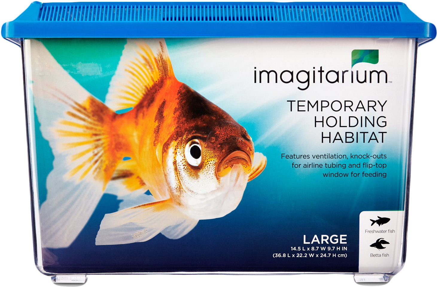 Imagitarium臨時魚類暫存環境 壁紙 — 一個透明塑膠魚容器，配有藍色蓋子，內有一條鮮豔的橙白色金魚在漸變藍色背景中游動。