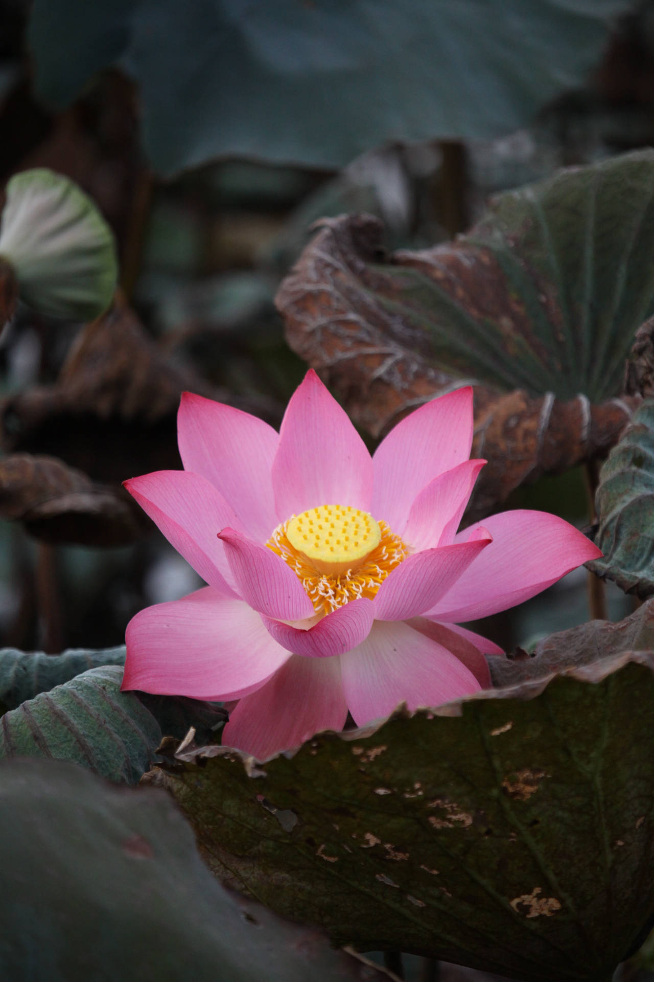 印度聖蓮花壁紙