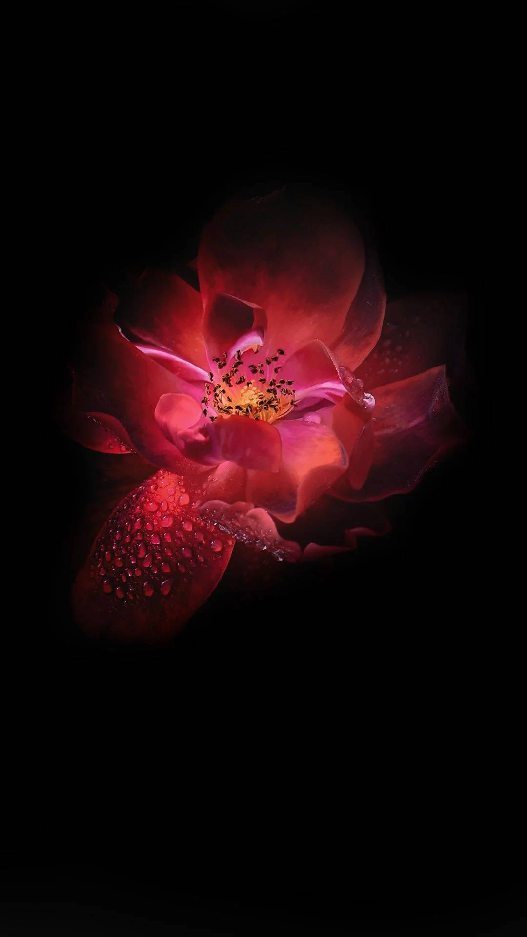 Infinix 深紅蓮花 壁紙
