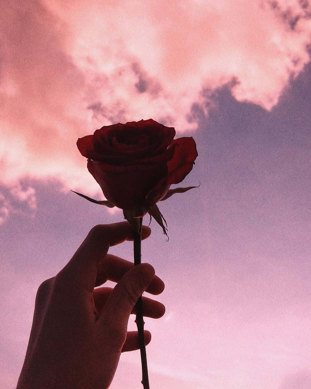 美學 Instagram 玫瑰天空 壁紙 — 一隻手拿著一朵紅玫瑰，背景是夢幻的粉紅和紫色暮色天空。