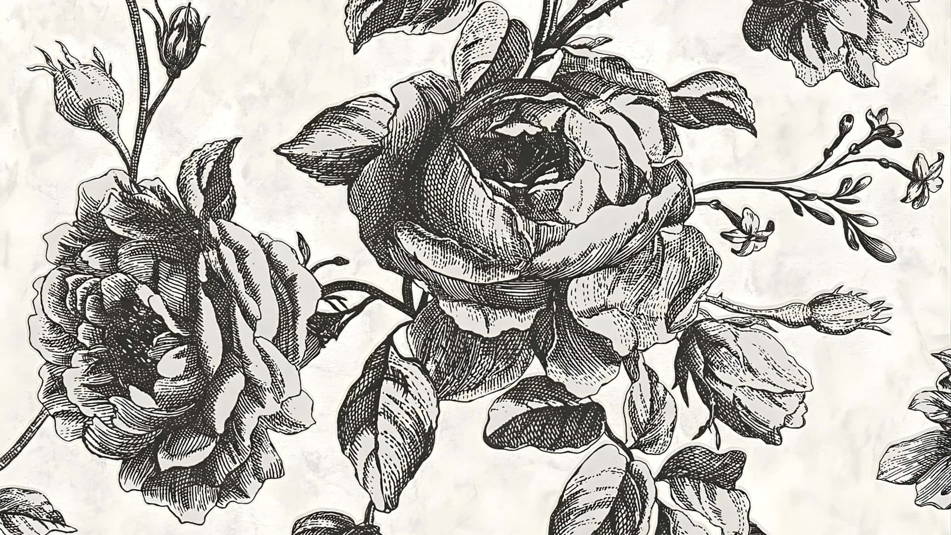  壁紙 — 一幅精緻的黑白蝕刻畫，描繪盛開的玫瑰與花蕾，繪於紋理紙上，帶有細膩的交叉陰影線細節。