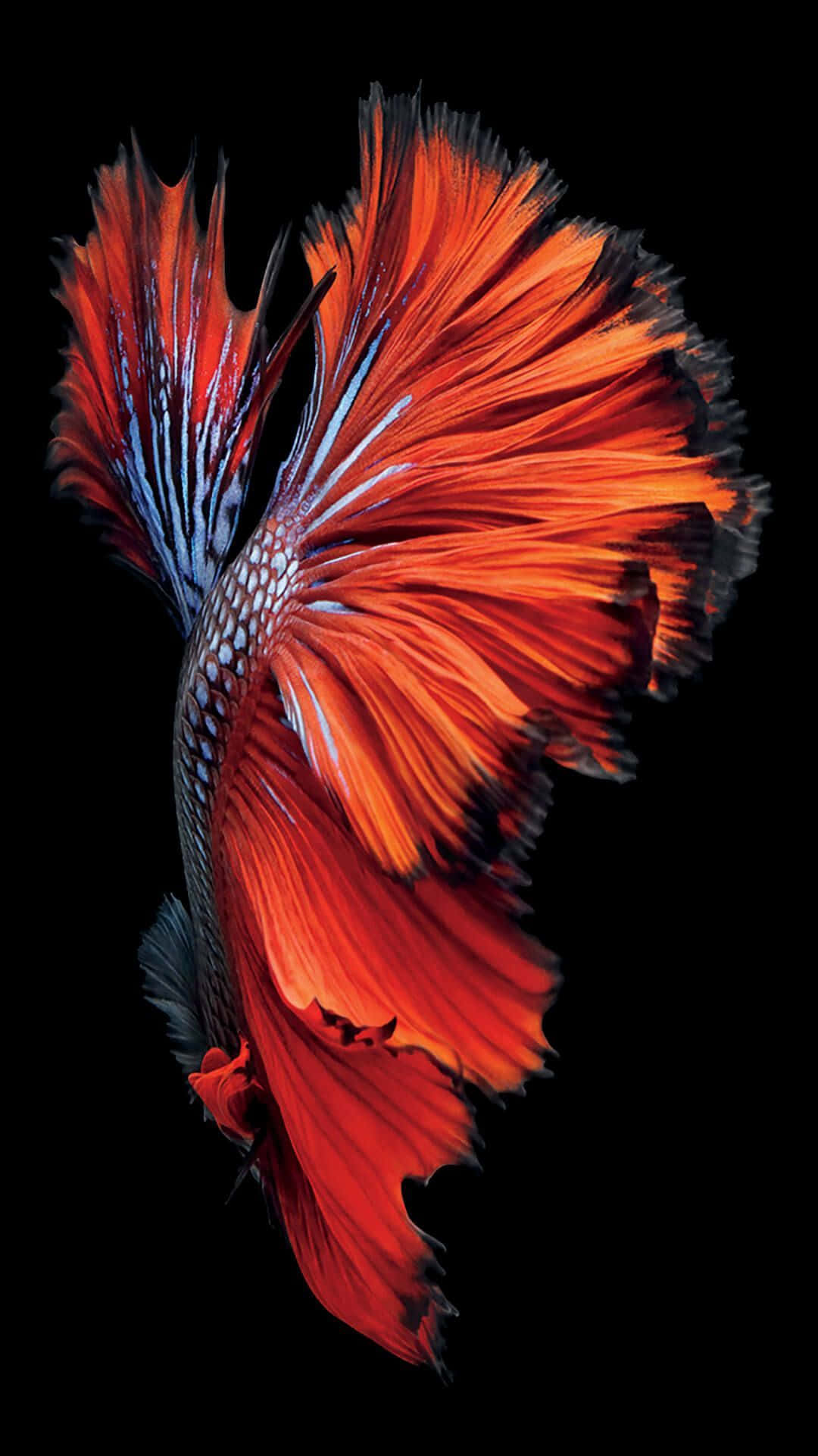 iOS 1 火紅橙色鬥魚 壁紙 — 一條鮮紅色的鬥魚，魚鰭飄逸，在漆黑的背景下閃閃發光。