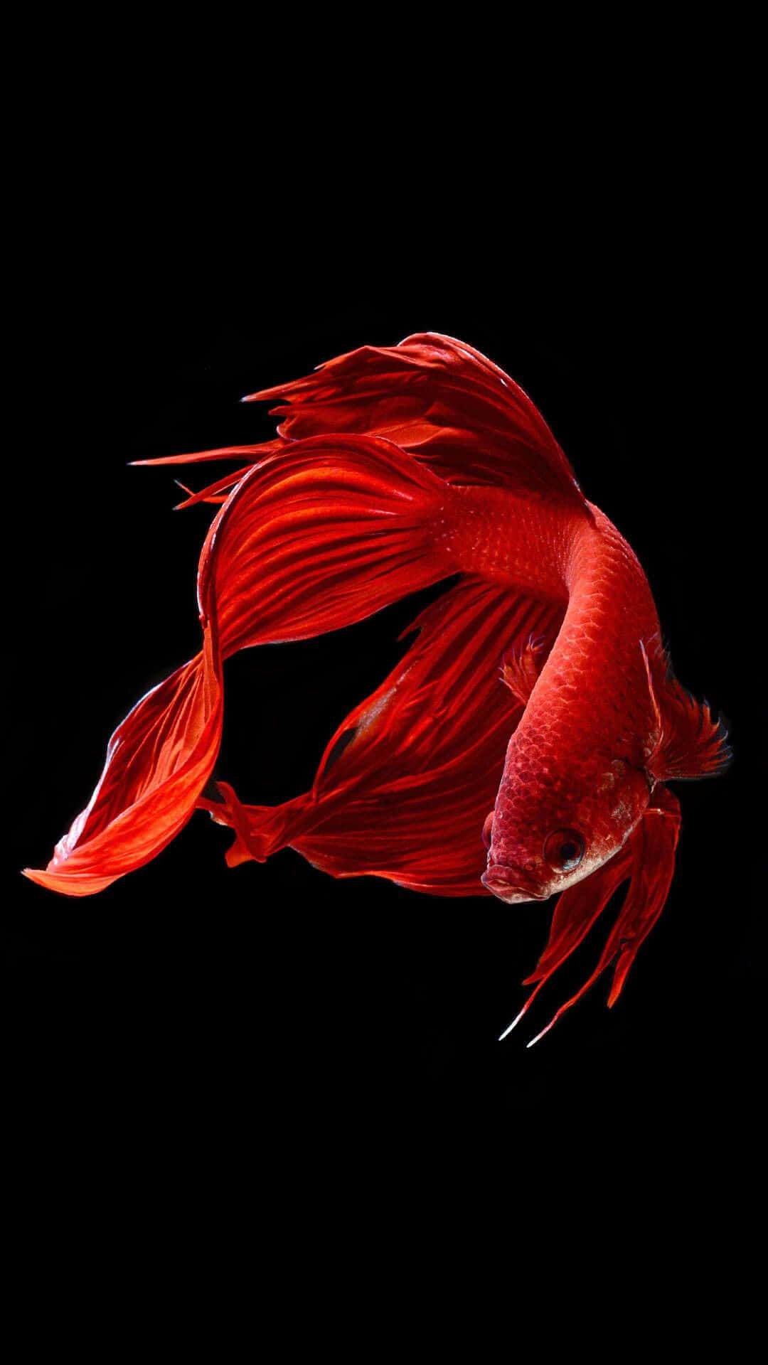iOS 1 鮮紅鬥魚 壁紙 — 一條鮮紅色的鬥魚，擁有流暢的魚鰭，在純黑背景上優雅地游動。