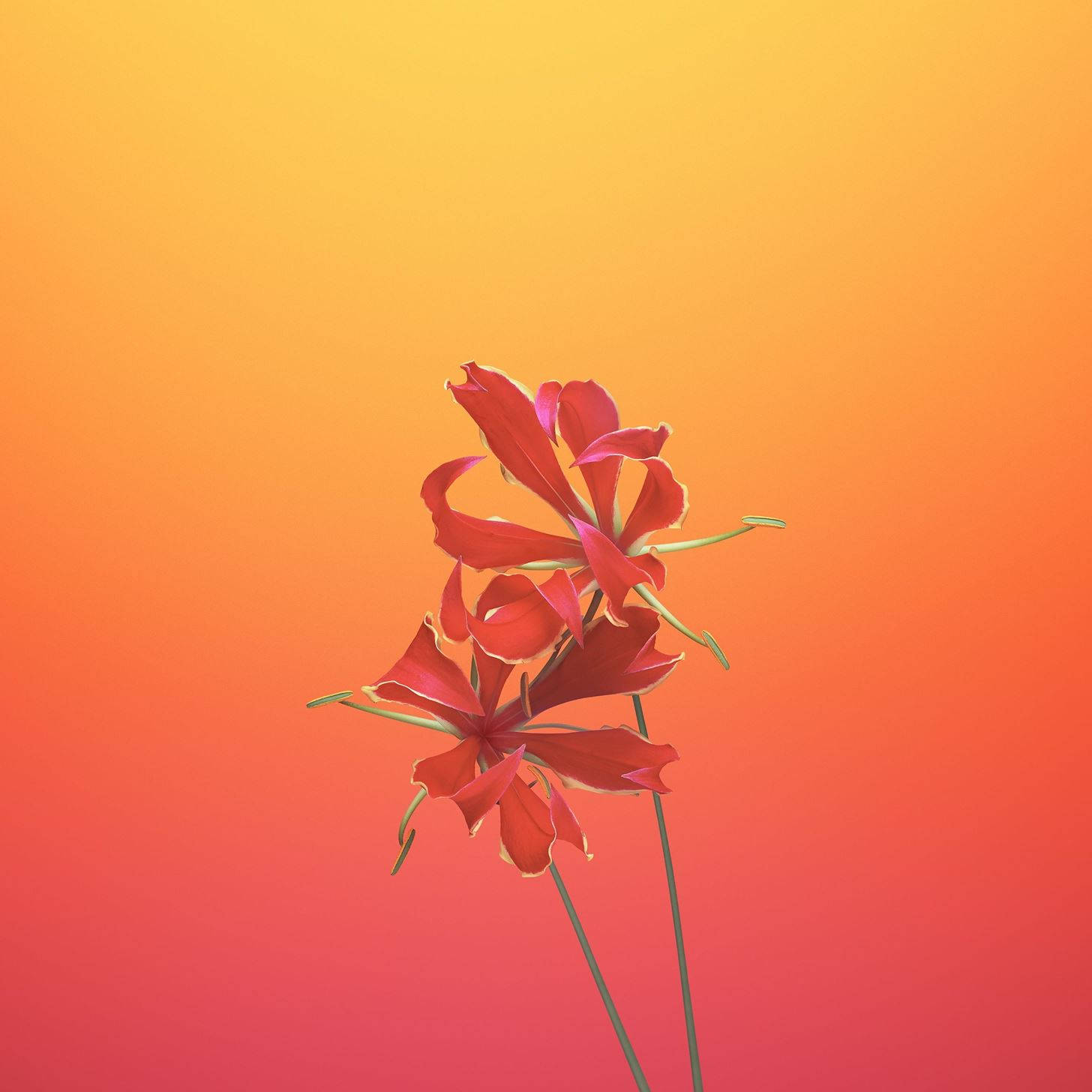 兩朵紅花在溫暖的橙色和粉紅色漸變背景中盛開。 — iOS 11 GIF 壁紙