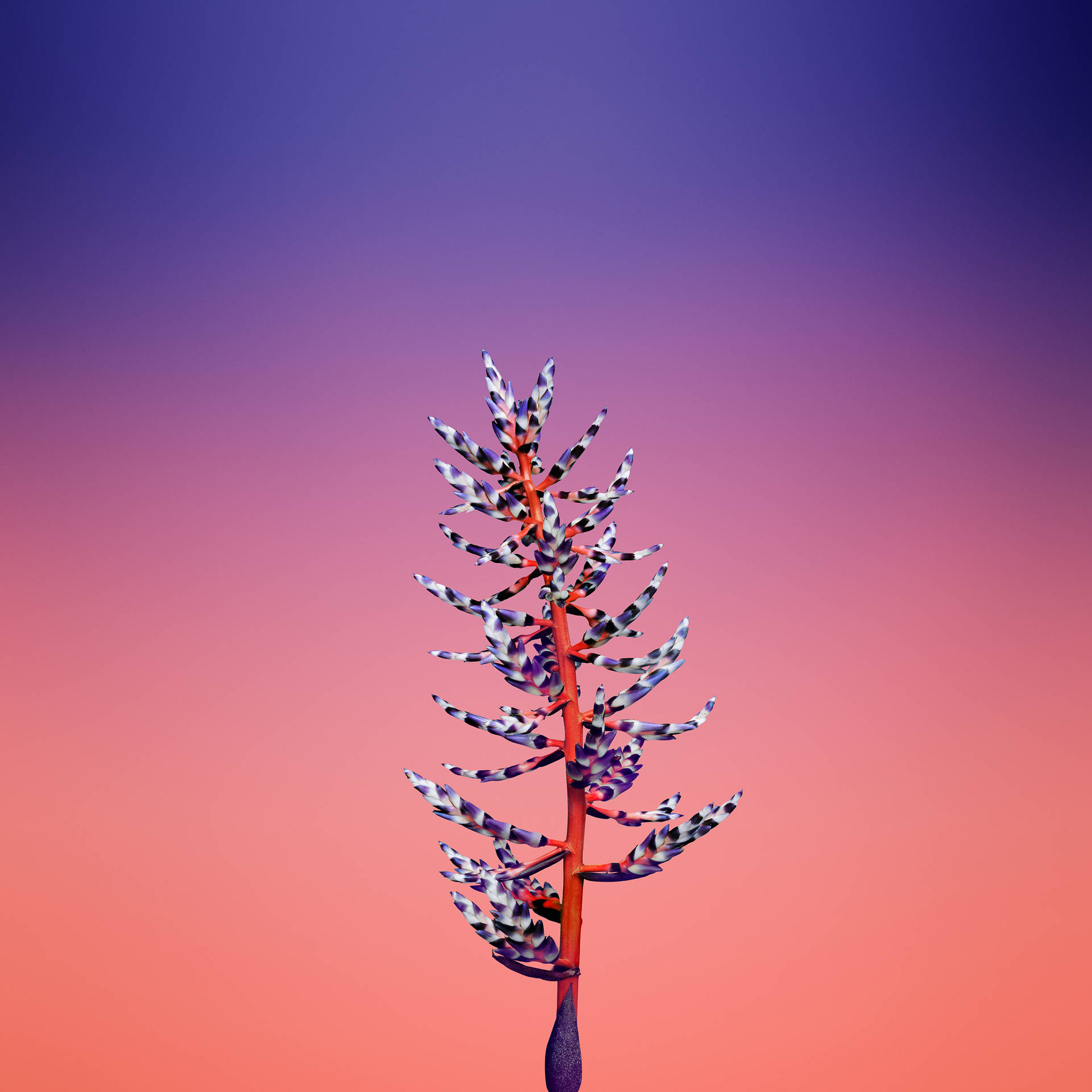 熱帶花卉，帶有條紋苞片，背景為粉紅到紫色的漸變天空。 — iOS 11 GIF 壁紙