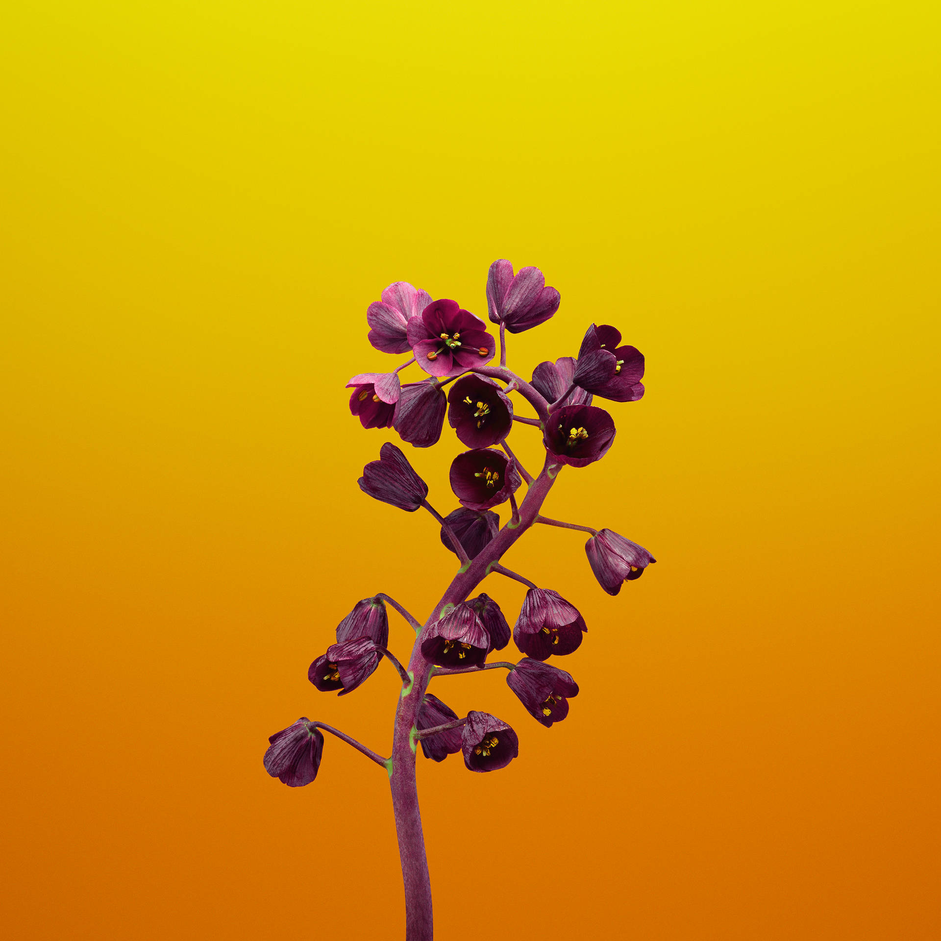 一株紫色開花植物，背景為溫暖的漸變色。 — iOS 11 GIF 壁紙