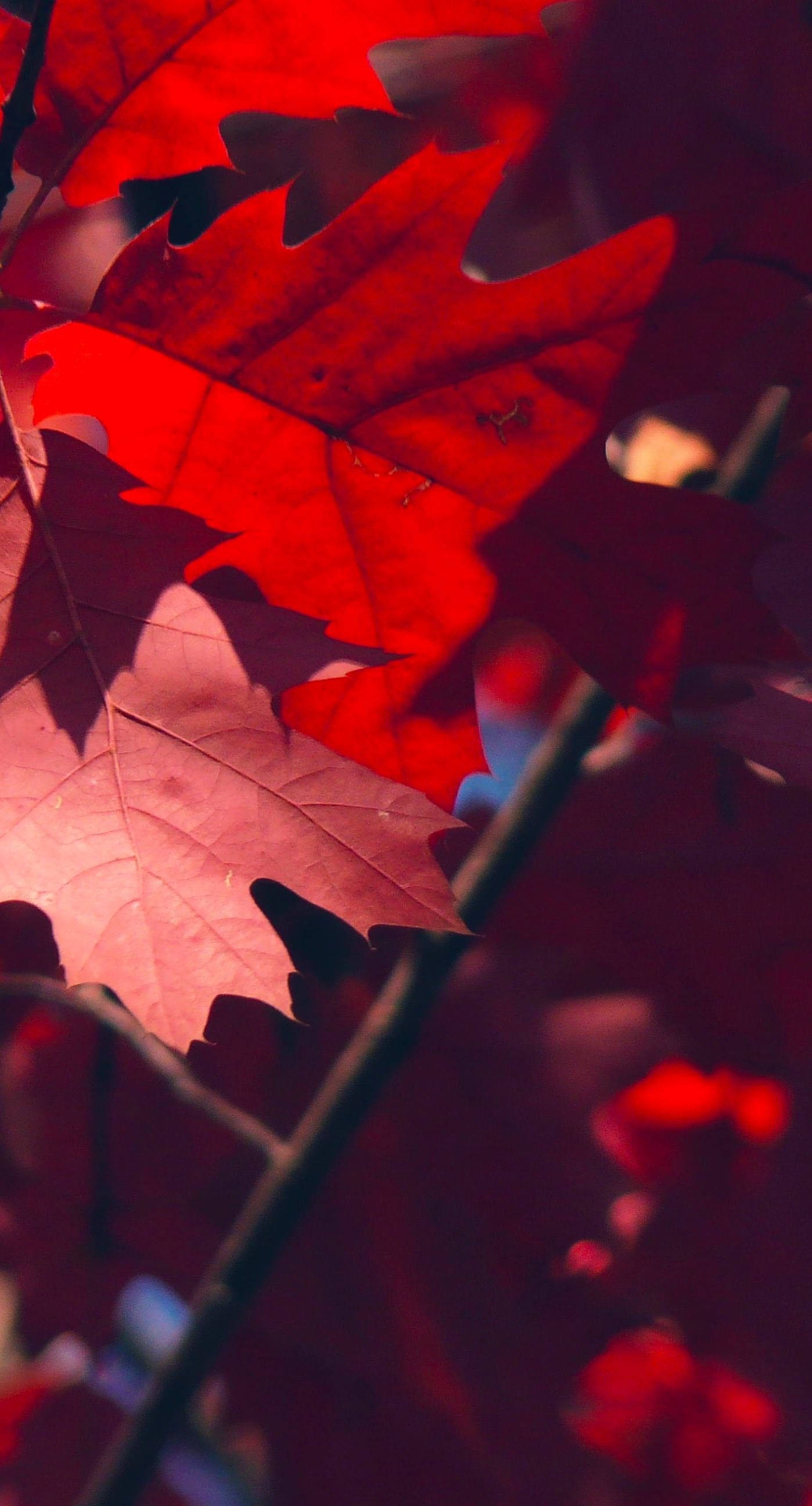 紅葉秋景 iOS 16 壁紙 — 鮮豔的紅色楓葉在溫暖的陽光下閃耀，帶有深邃陰影和模糊背景散景。